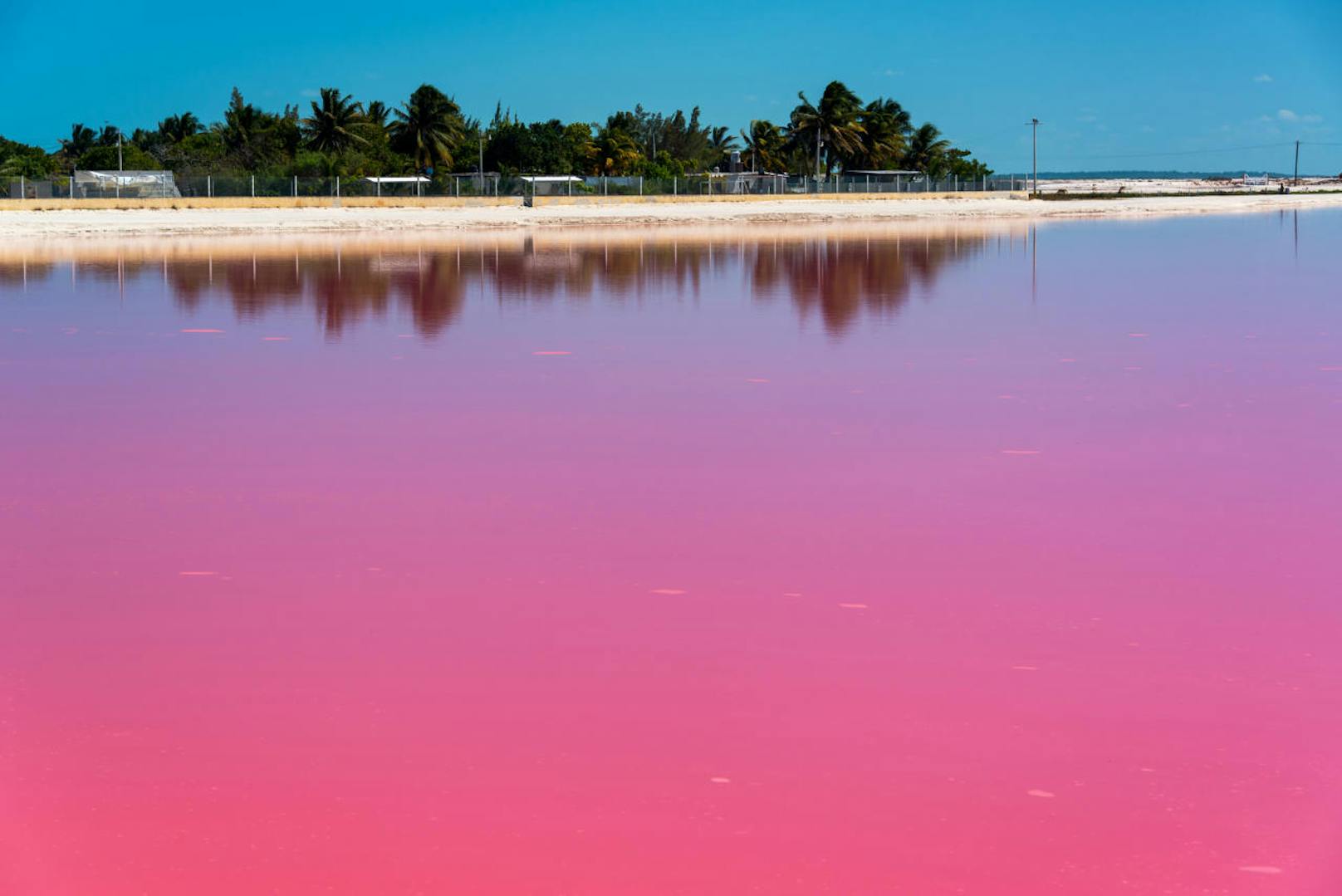 Die rosarote Farbe kommt nicht etwa von einer Chemikalie, sondern von Algen, Mikroorganismen und Salzwasserkrebsen, die den Farbstoff Beta-Carotin produzieren