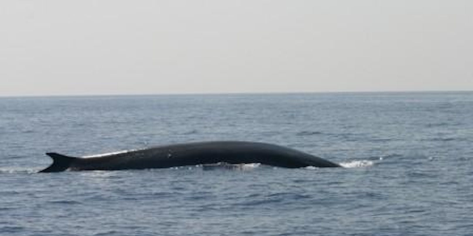Bei dem "beschossenen" Wal handelt es sich um denselben Wal, den das Blue World Institute vor ein paar Wochen gesucht hatte. <a href="https://www.heute.at/s/und-schon-wieder-15-meter-wal-in-adria-100097812">Mehr dazu hier &gt;&gt;</a>