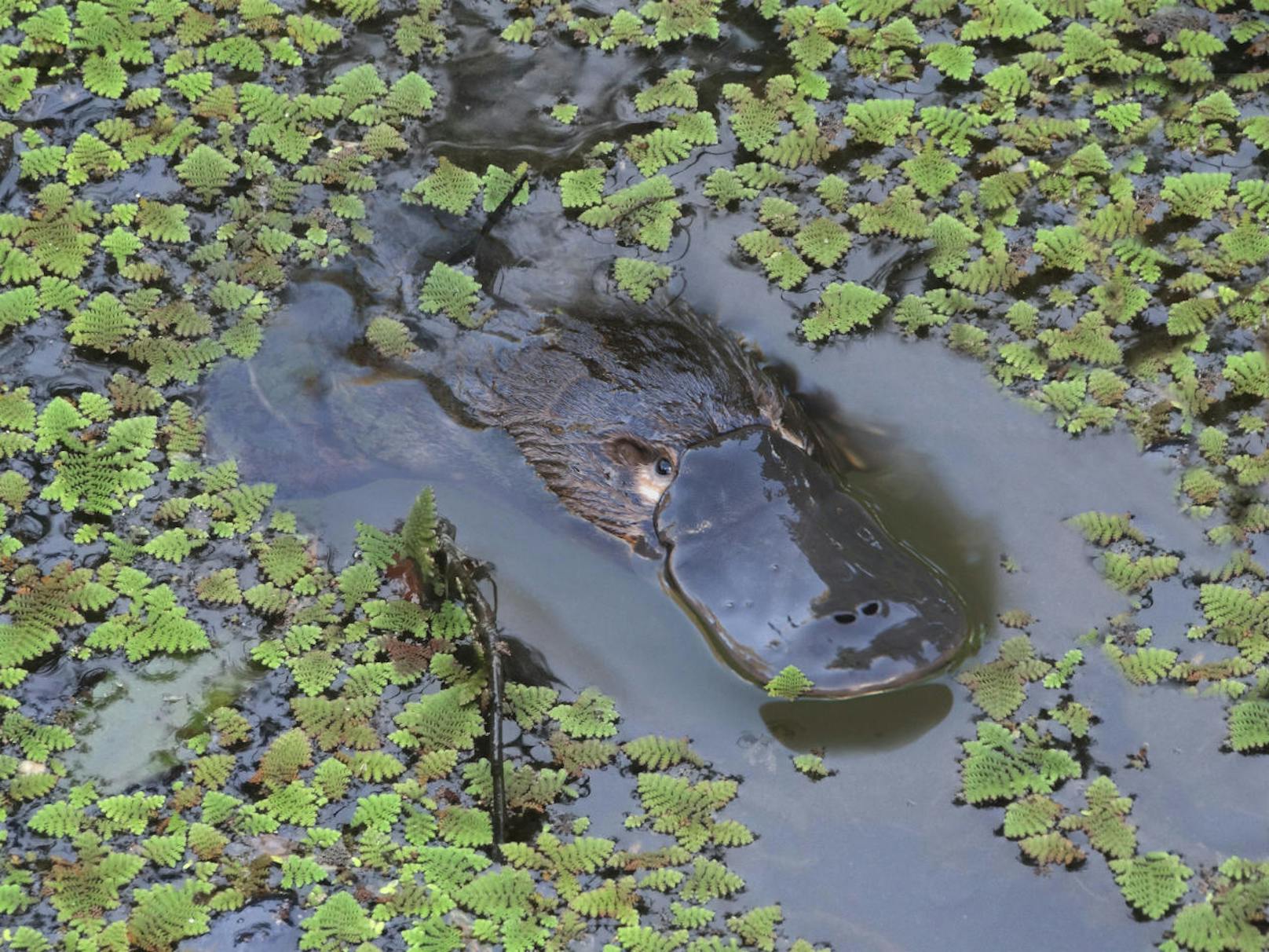 Dies berichten australische Forscher im Fachmagazin "Biological Conservation". Das Schnabeltier kommt in Gewässern im östlichen Australien sowie auf der Insel Tasmanien vor.