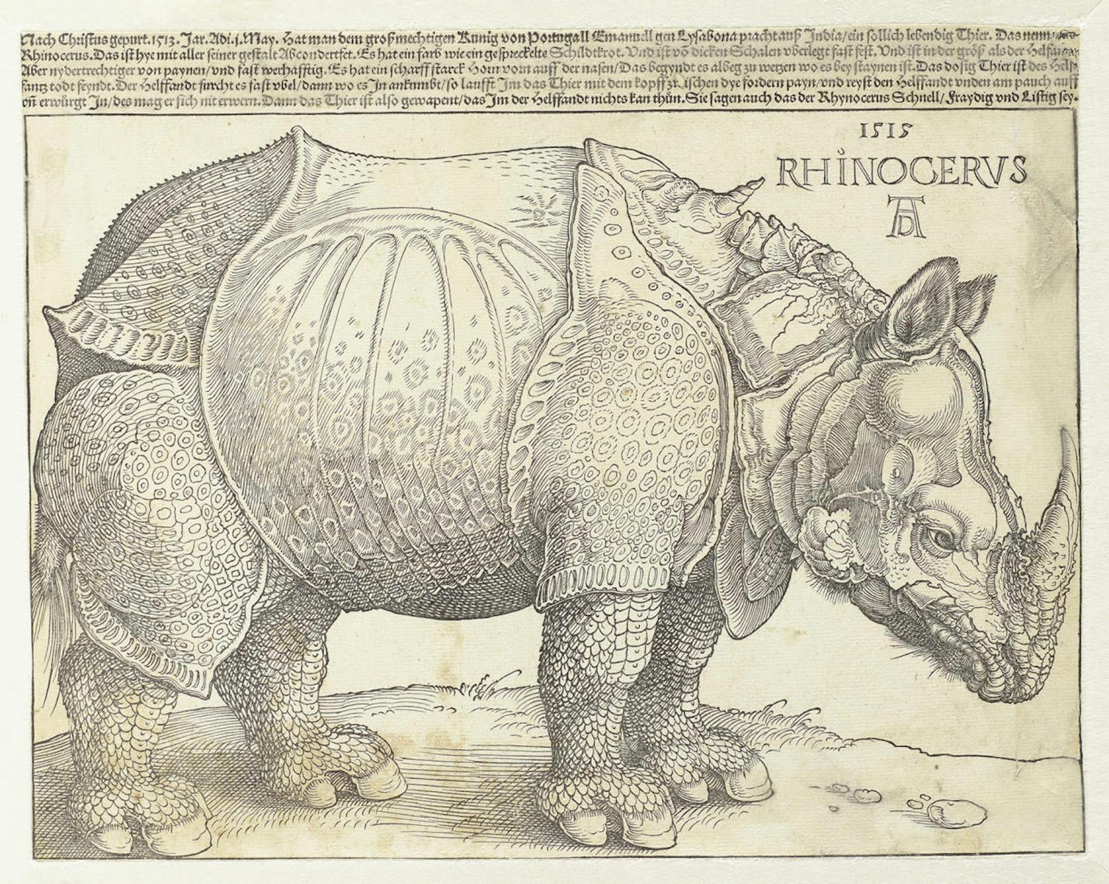 <b>Rhinocerus</b>
