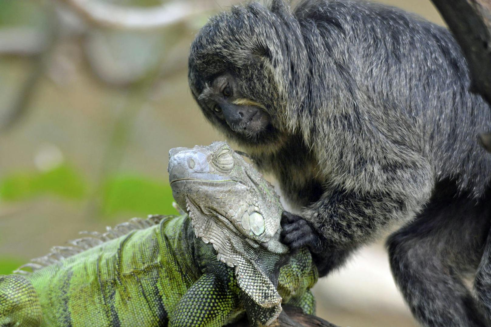 Irgendwann scheint der neugierige Affe seinem Kumpel auch eine kleine Massage zu geben, so wie sie es mit einem anderen Primaten tun würde.
