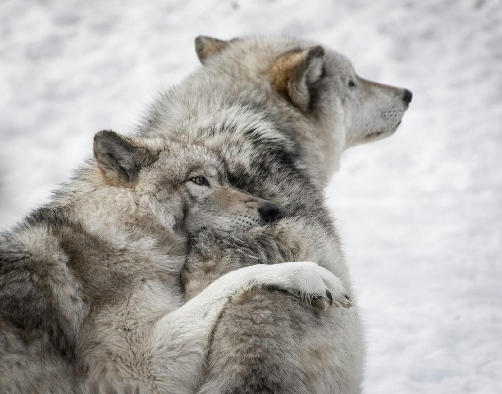 <b>Wolfsfakt 4: Wölfe sind gekommen um zu bleiben.</b>
Wölfe sind durch die (FHH) Fauna-Flora-Habitat Richtlinie der EU geschützt. In Österreich sind sie als jagdbares Wild ganzjährig geschont. Seit 2012 gibt es übrigens einen Wolfsmanagementplan.