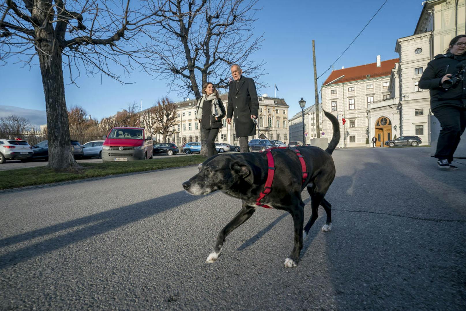 Österreichs neue First Dog hört auf den Namen Juli,...