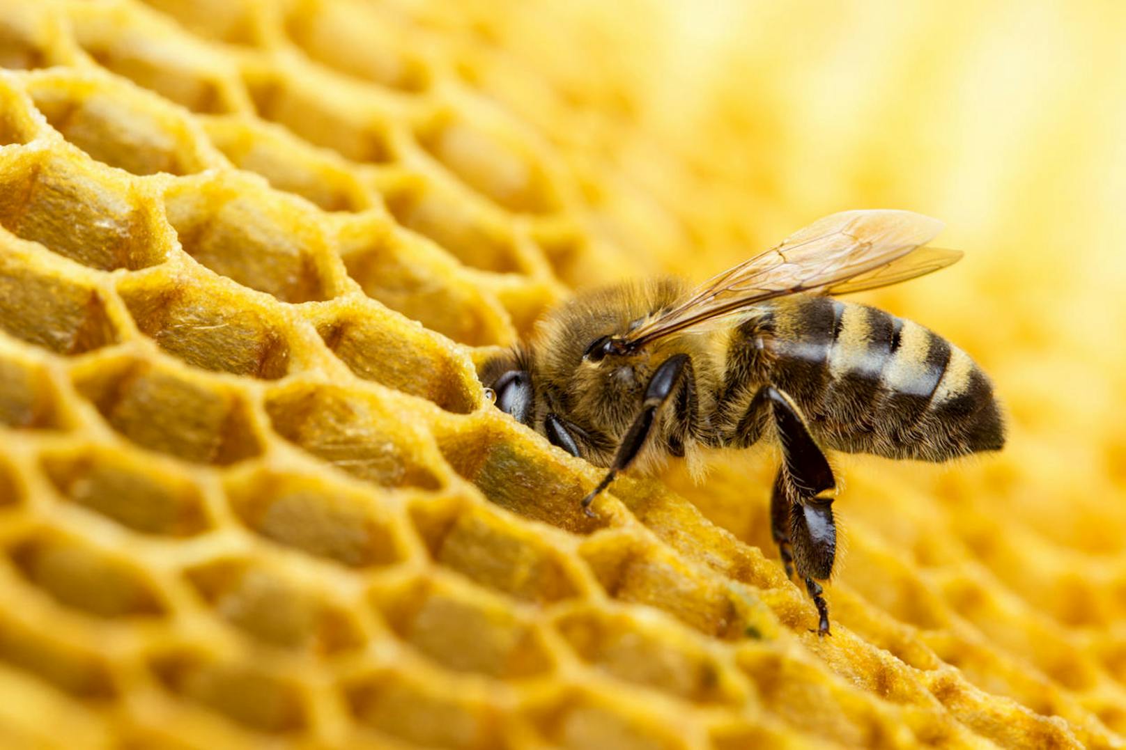 <b>Platz 6:</b> Gefolgt von den Bienen, mit 69 %.