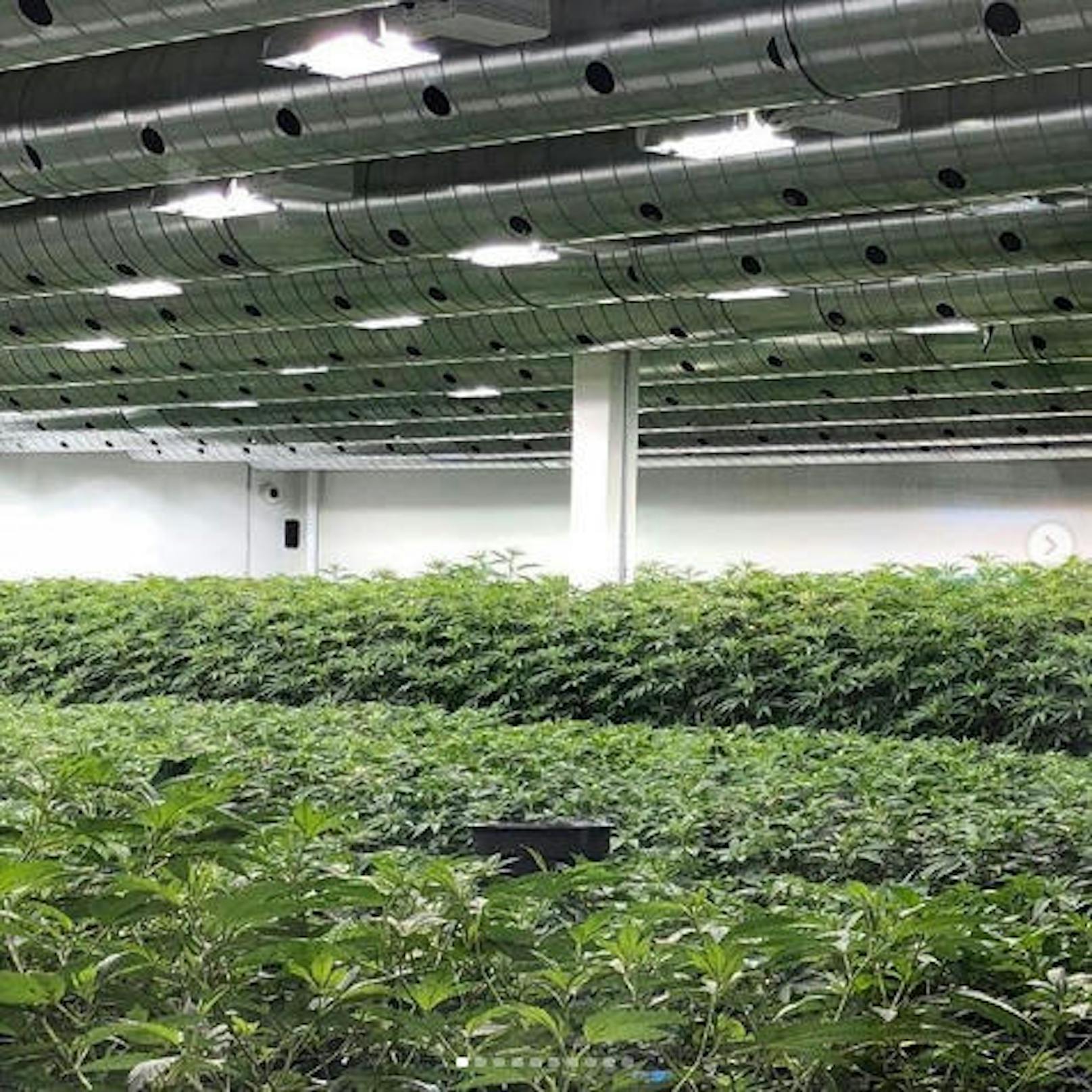 28.3.2019: Seth Rogen vertreibt mit seinem Kollegen Evan Goldberg Cannabis - und das ganz legal in Kalifornien. Auf Instagram zeigt er seine riesige Plantage.