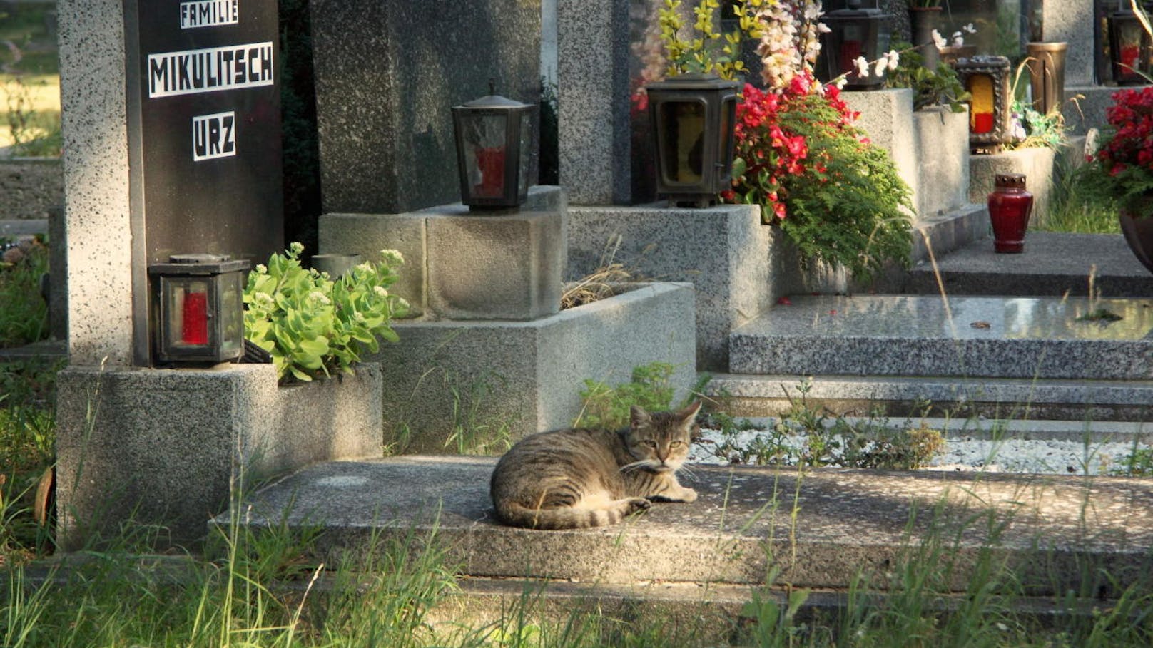 Katze auf dem Wiener Zentralfriedhof.