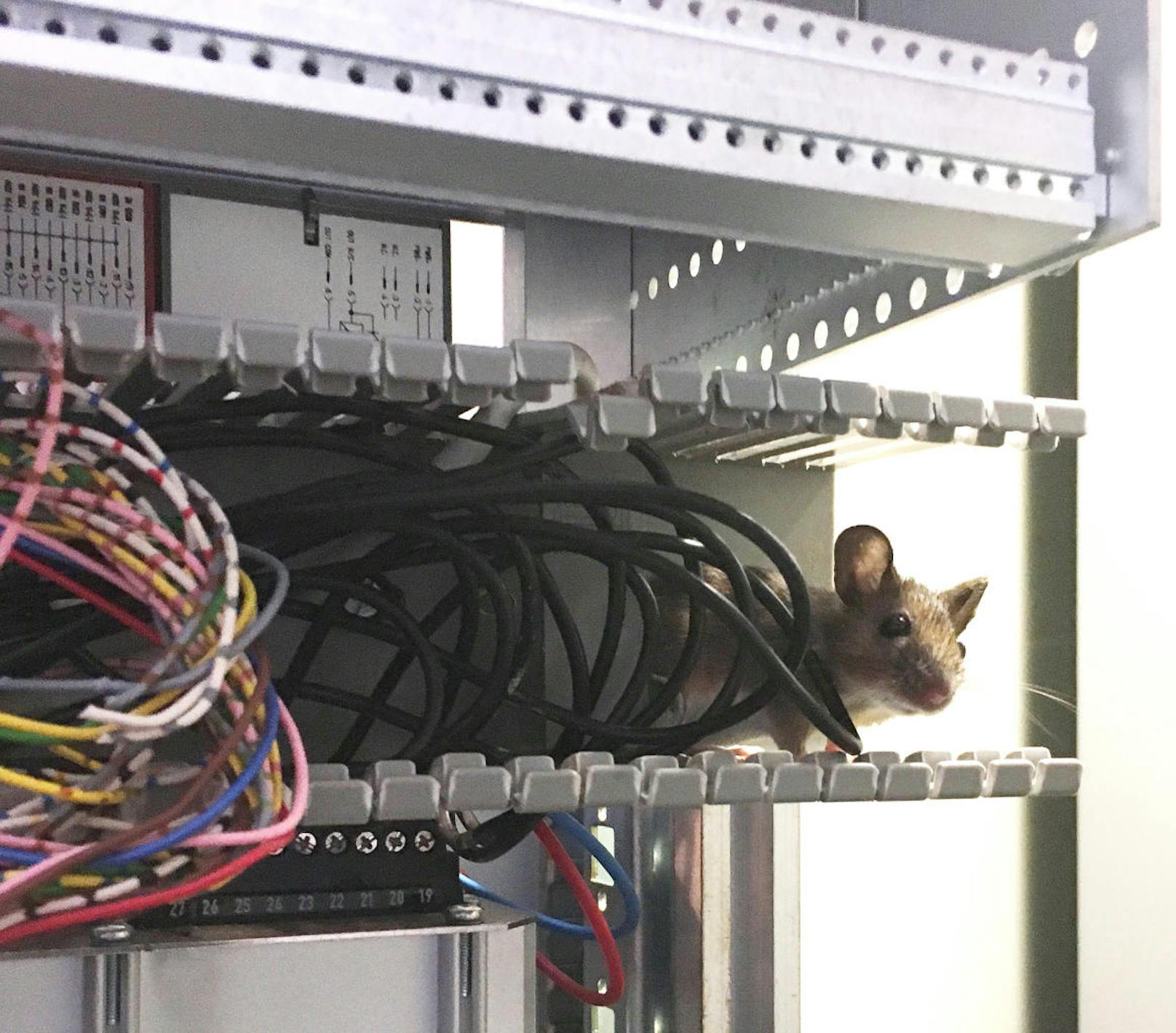 Die Maus knabberte die Isolierung an den Kabeln an.