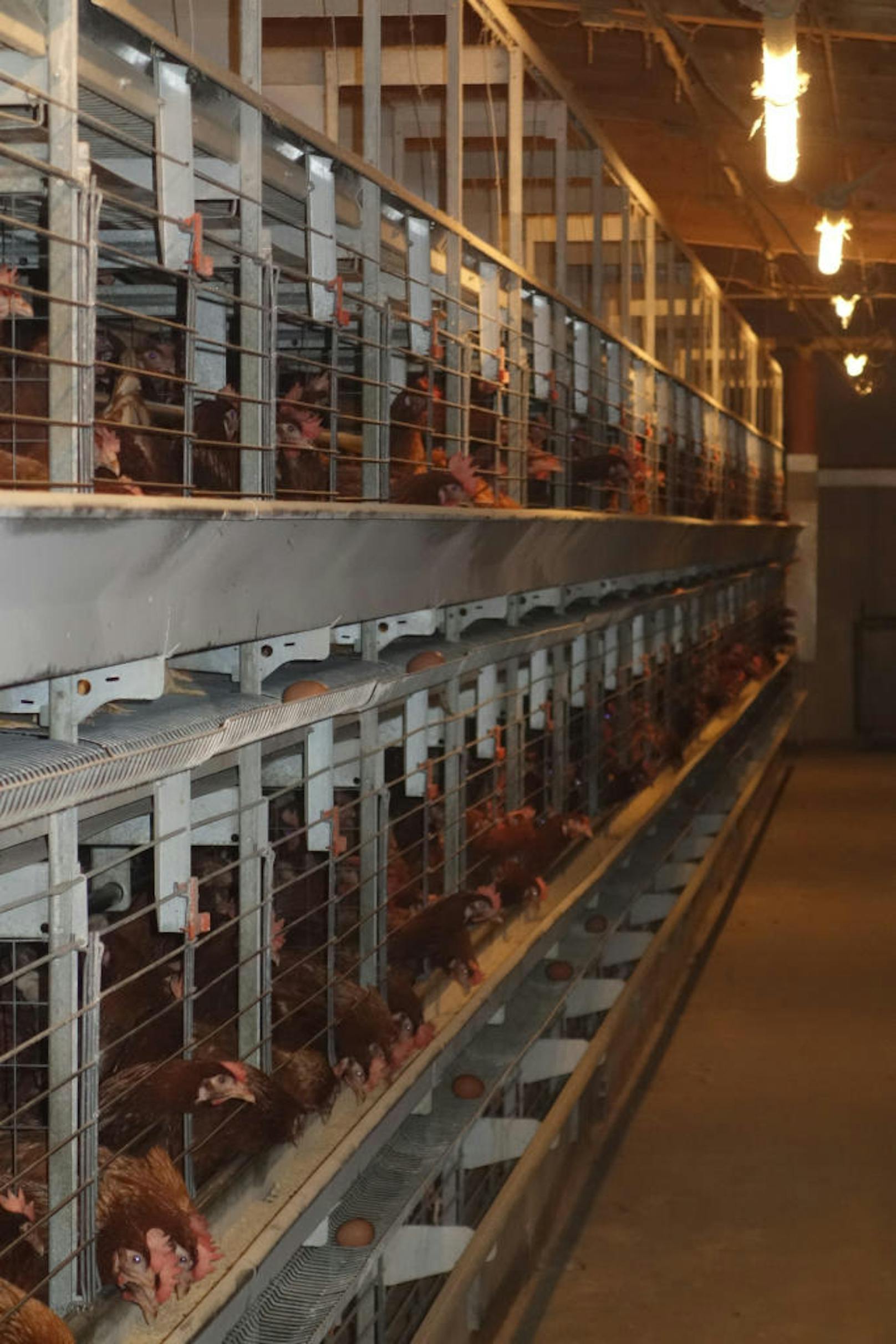 Diese Form der Hühnerhaltung ist in Österreich verboten. Der Verein gegen Tierfabriken erstattete Anzeige.
