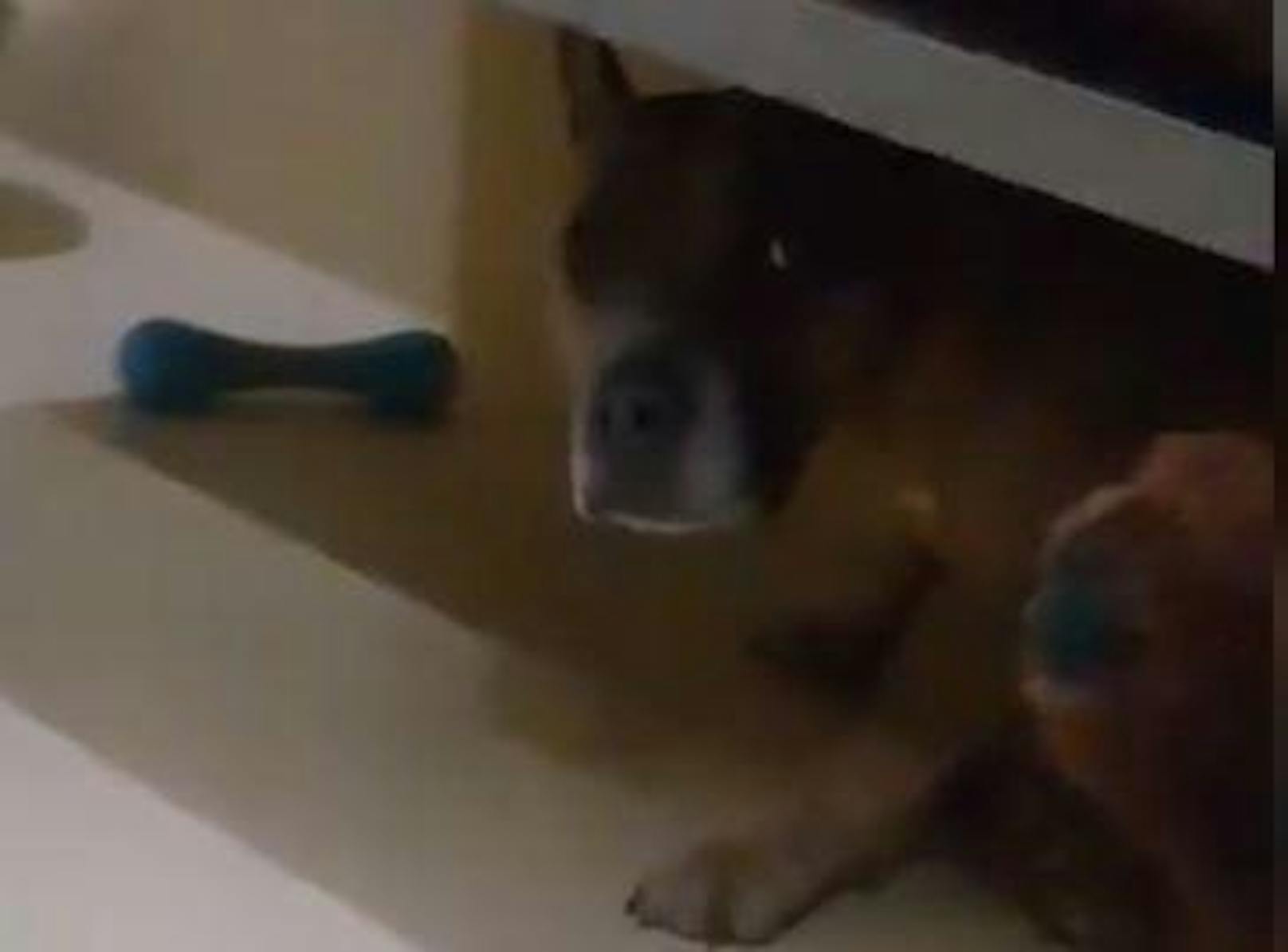 Die Hündin hat(te) panische Angst, sie "wagt sich bis jetzt nicht unter dem Bett ihres Hundestalls hervor", informiert WTV-Chefin Petrovic.