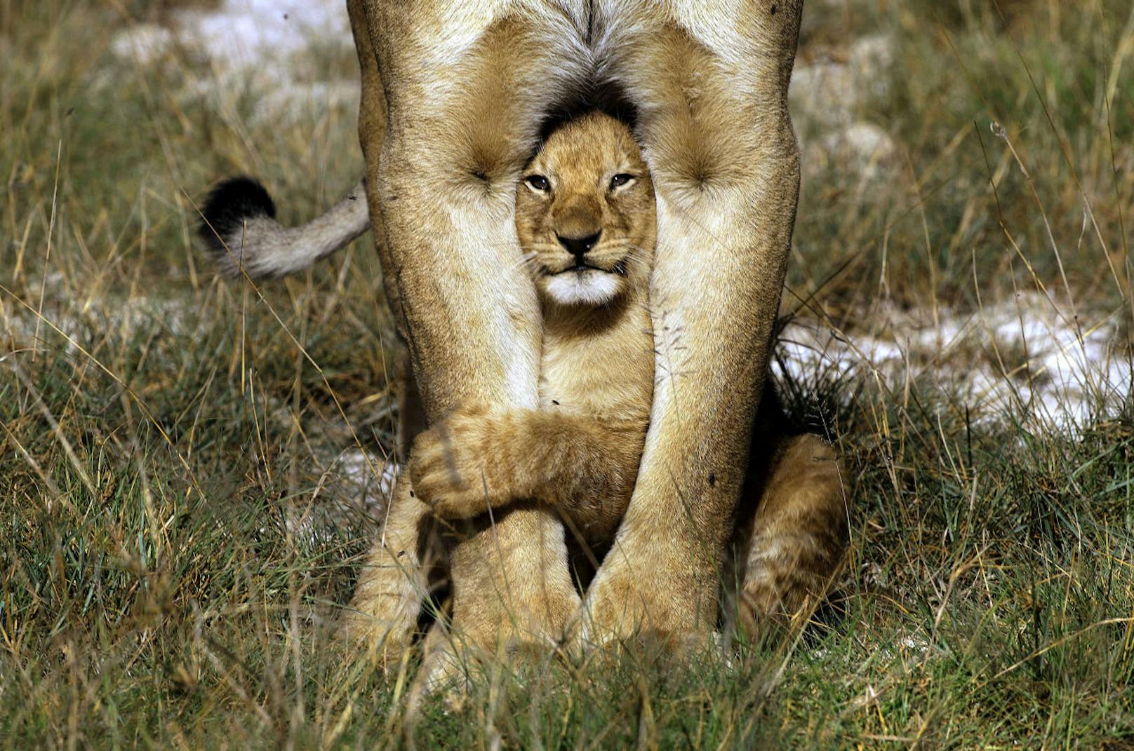 Löwenbaby versteckt sich bei Mutter.