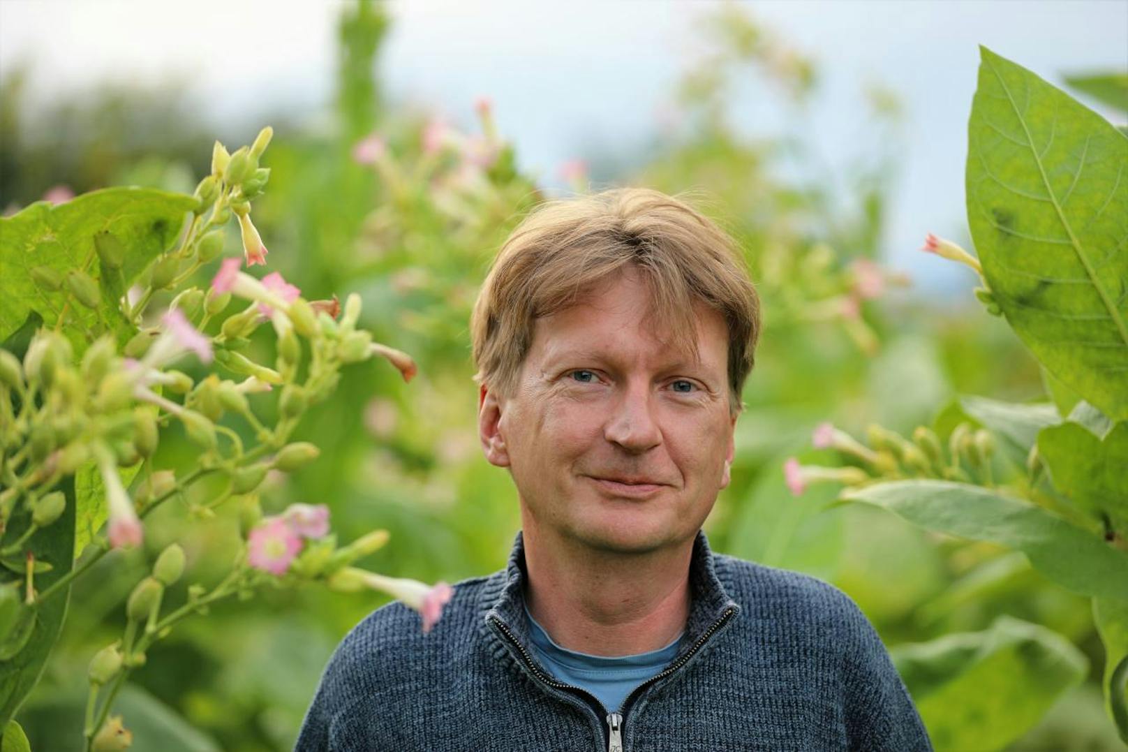 Unsere Bio-Tabakpflanzen wachsen heuer in den Himmel, freut sich Reinhard Leitner.