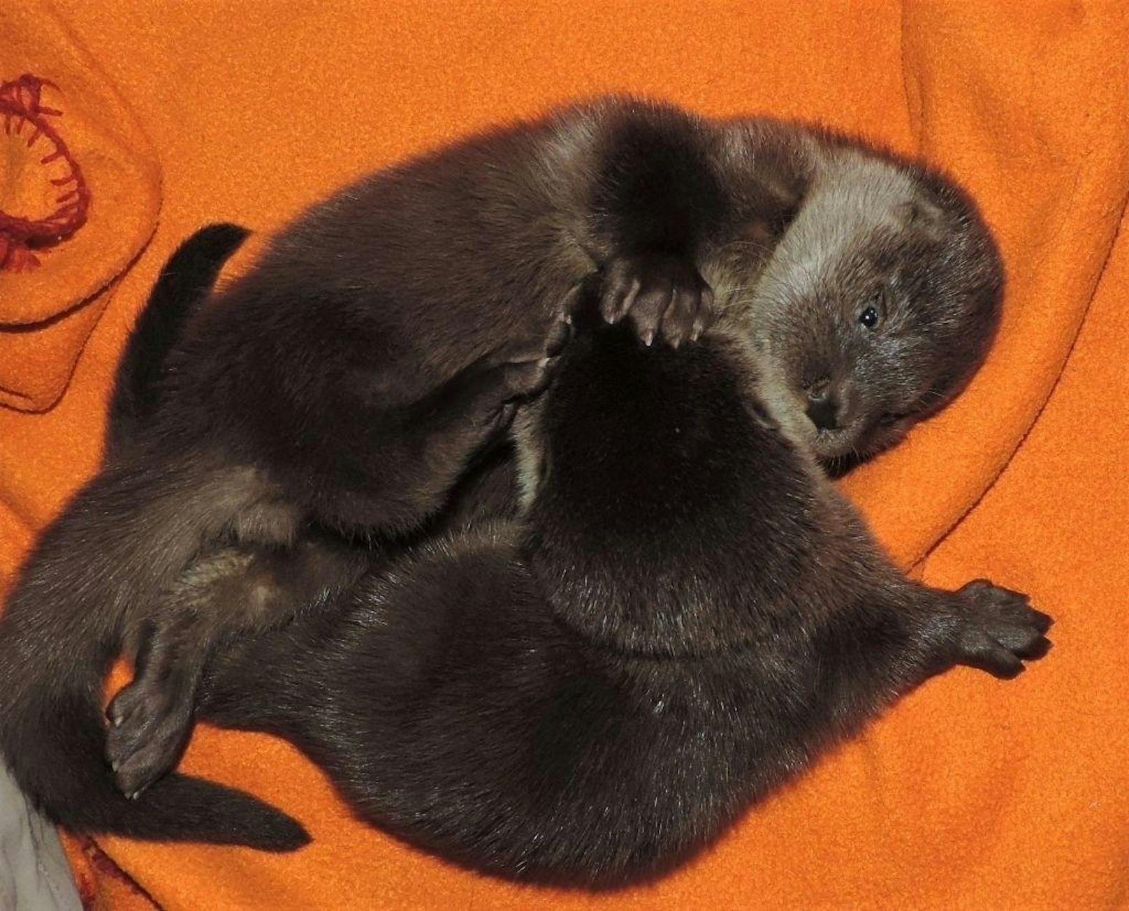 Tierpfleger päppeln Otter-Babys auf.