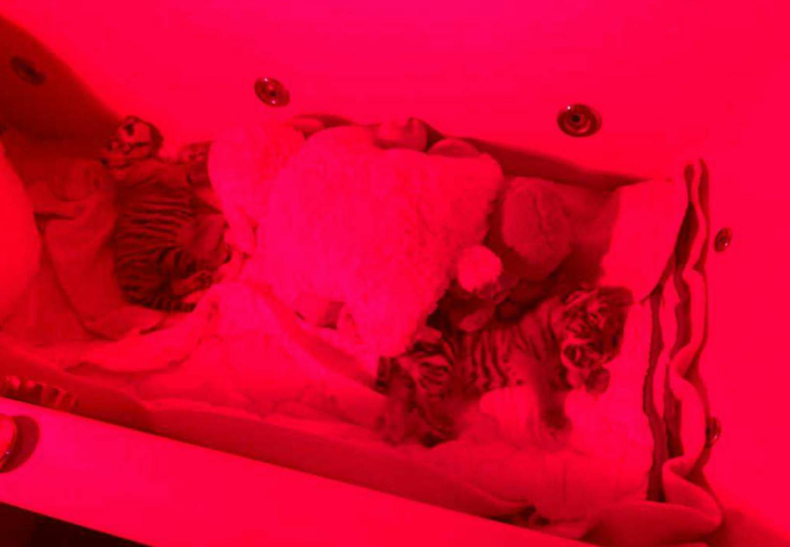 Die Raubkatzen unter der Wärmelampe
