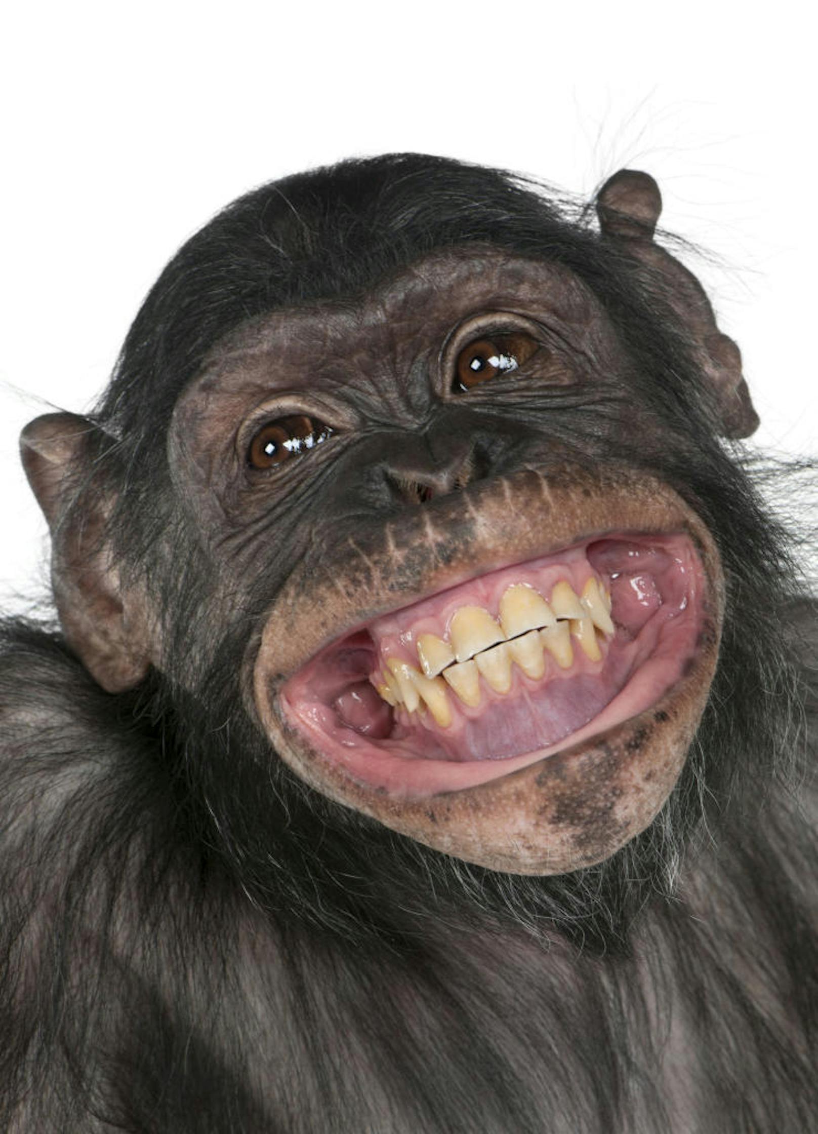 <b>Cheeese!</b> Das ist ein Schimpansen-Bonobo-Mischling. Acht Jahre alt. Zeigt sein schönstes Lachen.