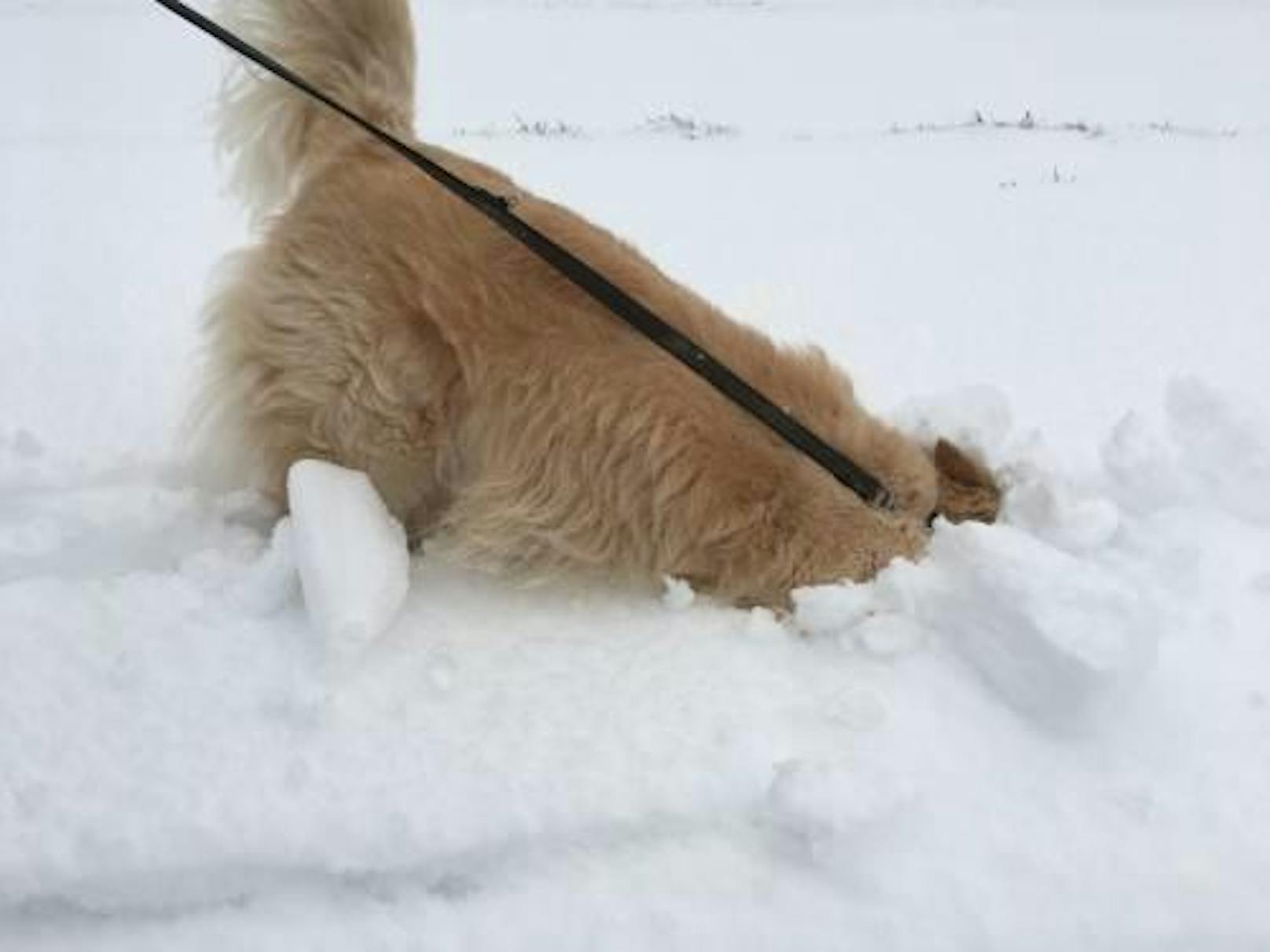 Luna liebt Schnee, am liebsten badet sie darin. Vielleicht findet man in der schneebedeckten Wiese ja noch eine Maus?