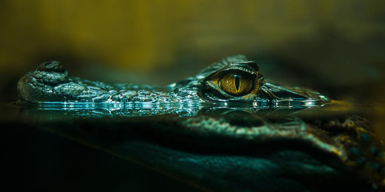 Der Moskauer Zoo trauert um Alligator "Saturn". Gerüchte besagen, das 3,50 Meter lange Tier hätte Adolf Hitler gehört.
