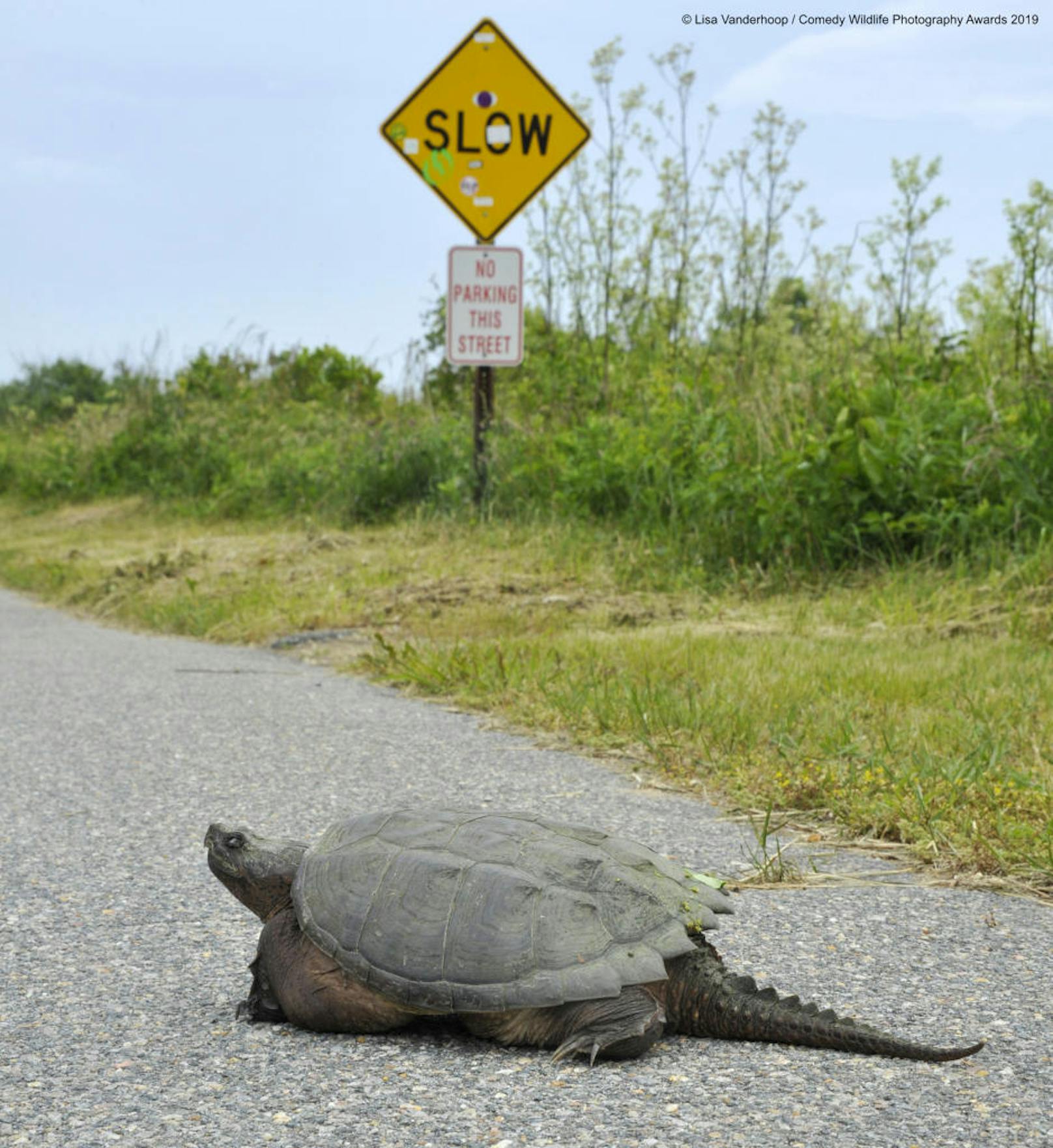"Snarling Snappin' in the Slow Lane" "Schnappschildkröte auf der langsamen Spur"