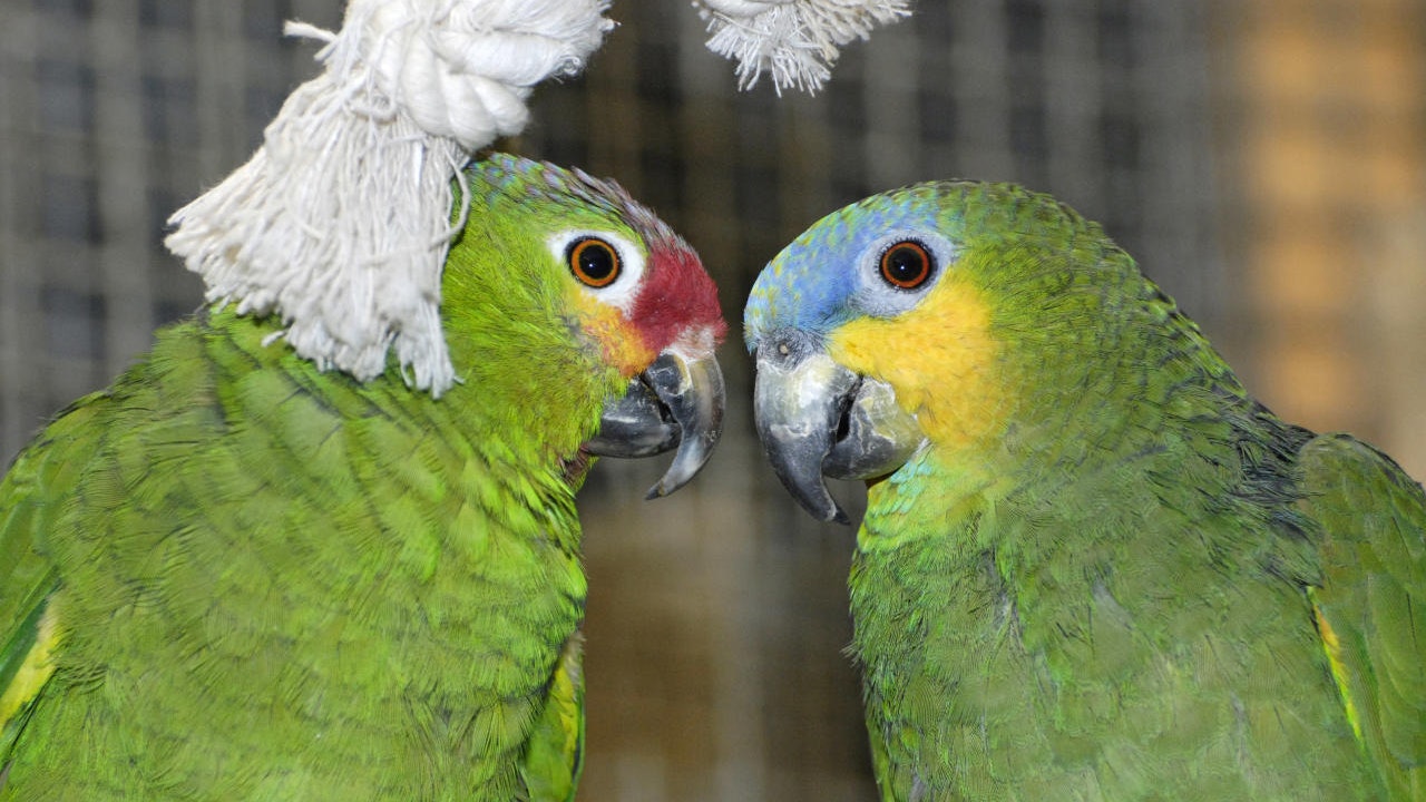 <b>Amazonen-Pärchen</b>