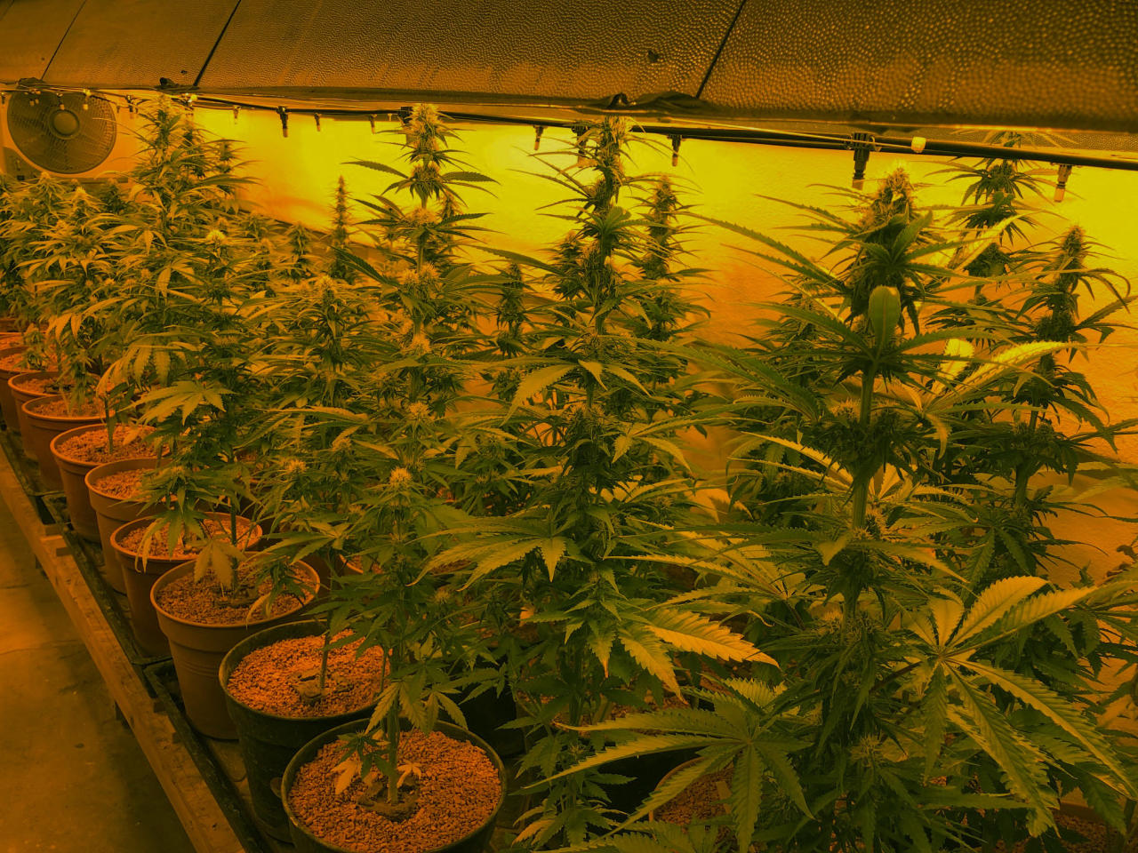 Fast 20 Kilo Cannabiskraut und -blüten sollen die Vereinsfunktionäre produziert haben.