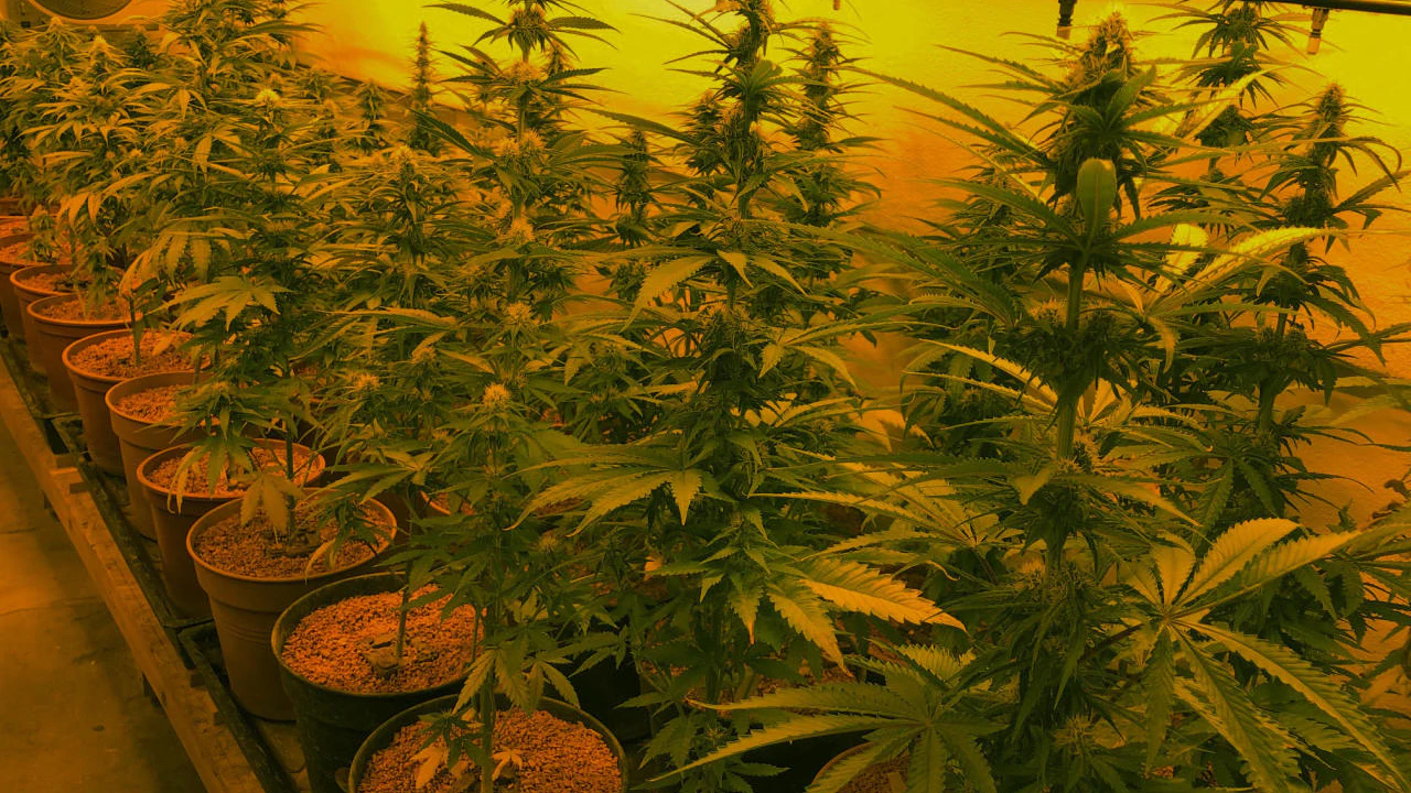 Heute.at - Über Tarnverein - Trio baute kiloweise Cannabis an