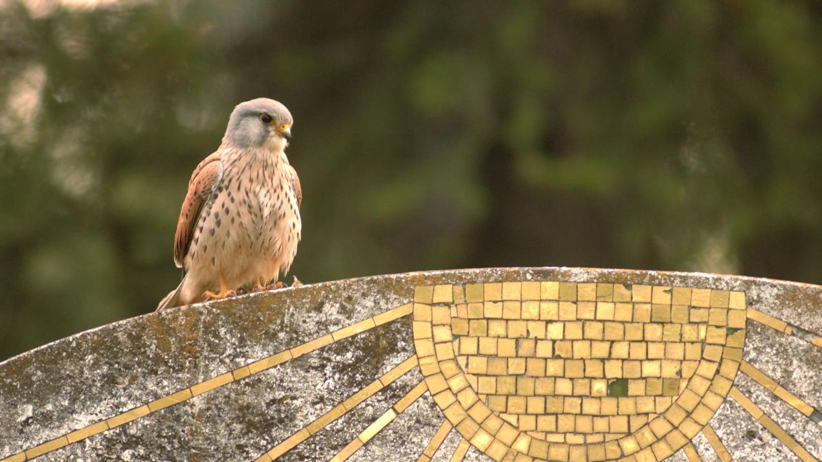 Turmfalke auf dem Wiener Zentralfriedhof.