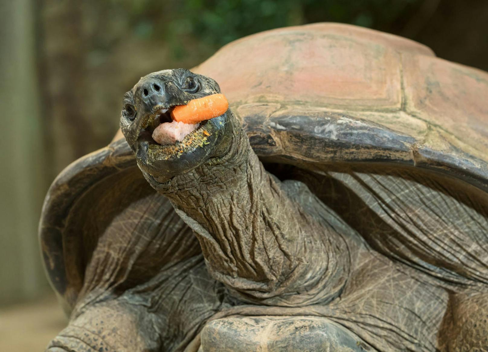 Die 120 Jahre alte Riesenschildkröte Schurli und seine beiden Artgenossen Mädi und Menschik zeigen in einer Studie, wie klug Schildkröten tatsächlich sind.