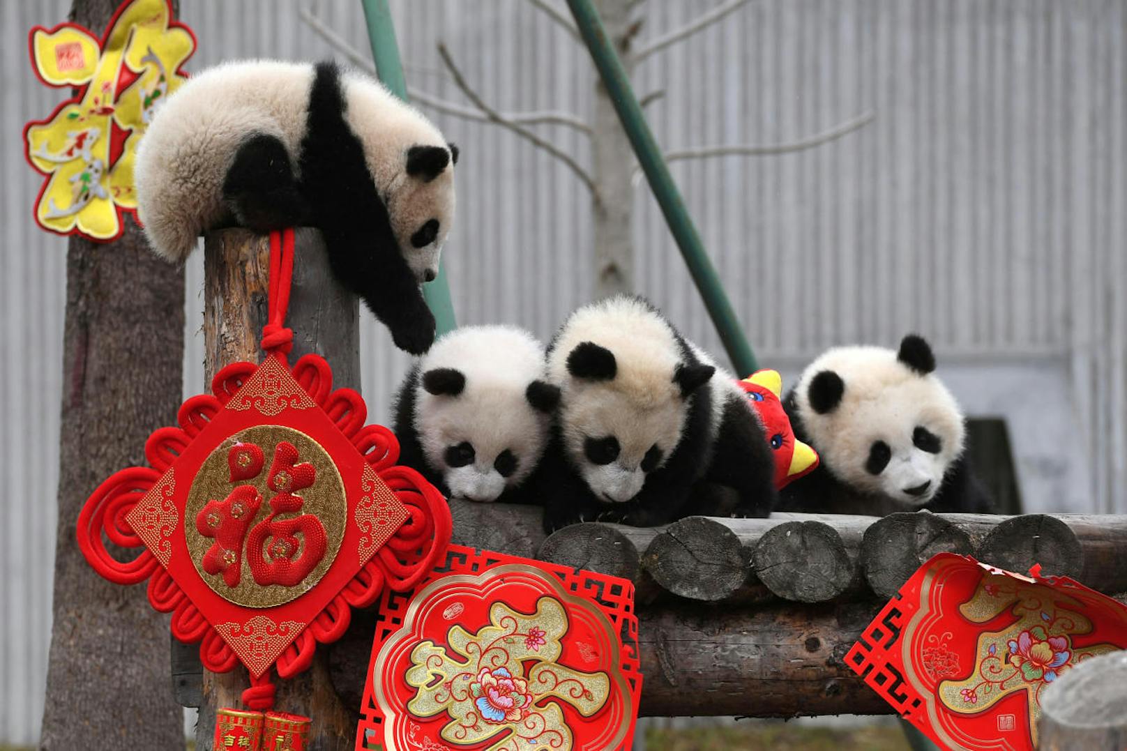 Der Nachwuchs der Panda-Dame ist längst wieder in China.