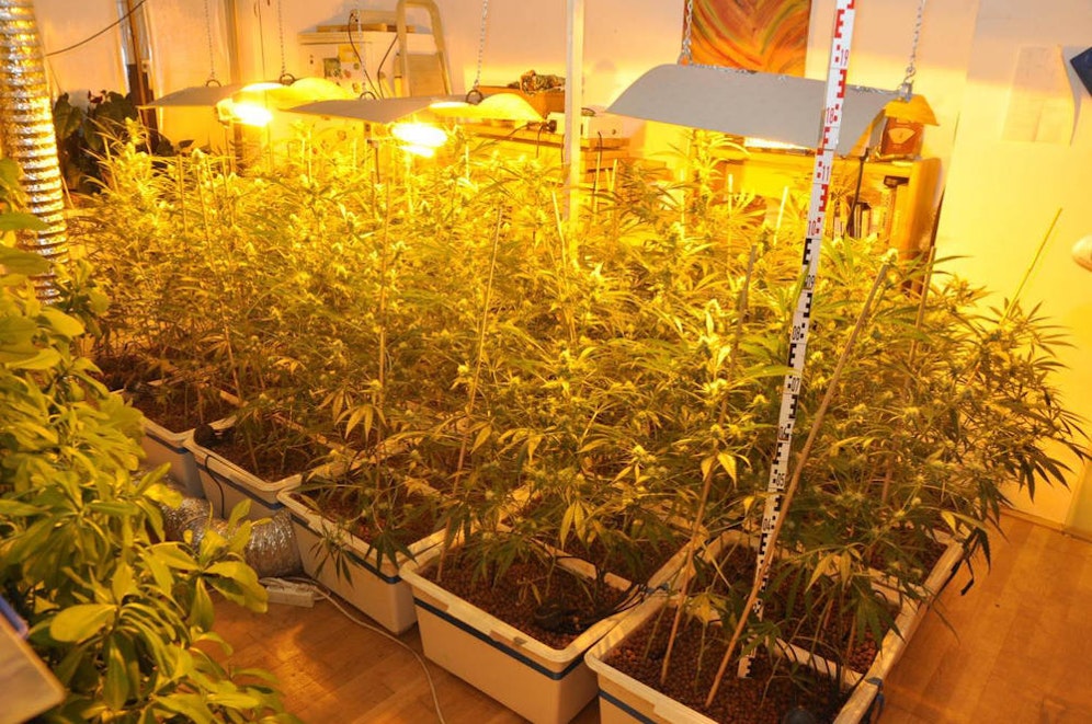 Bei dem Mann wurden zwei Indoor-Plantagen entdeckt