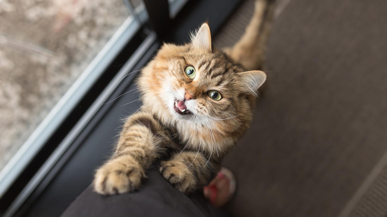 <b>Platz 3:</b> Mit 78,1 % ist die <b>Hauskatze</b> zwar nicht das sympathischste Tier der Österreicher, aber ziemlich weit oben.