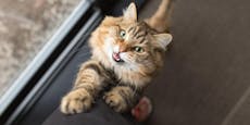 Erste Corona-Katze in Österreich – das musst du wissen