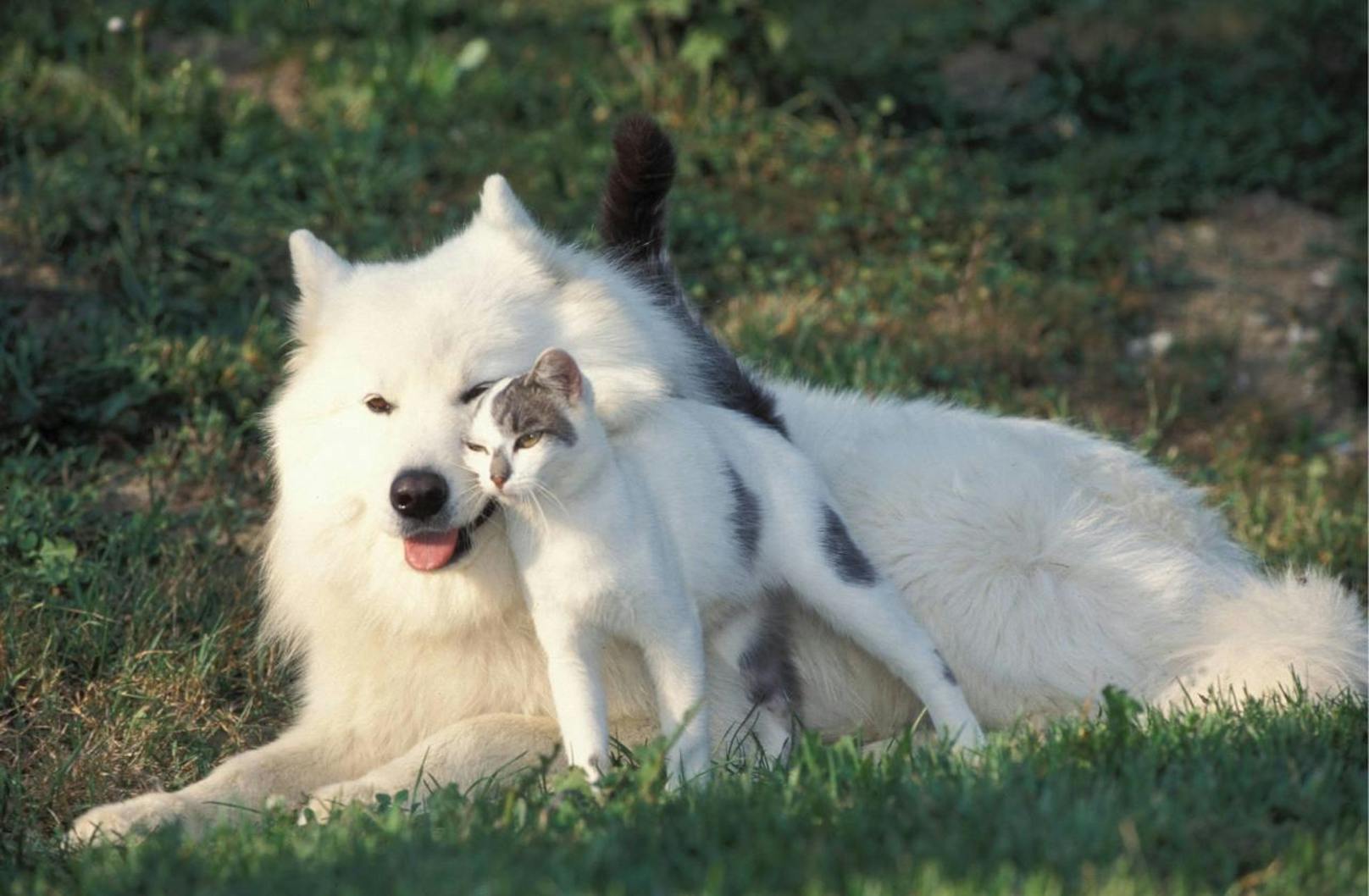 <b>Katze kuschelt sich an Hund.</b>