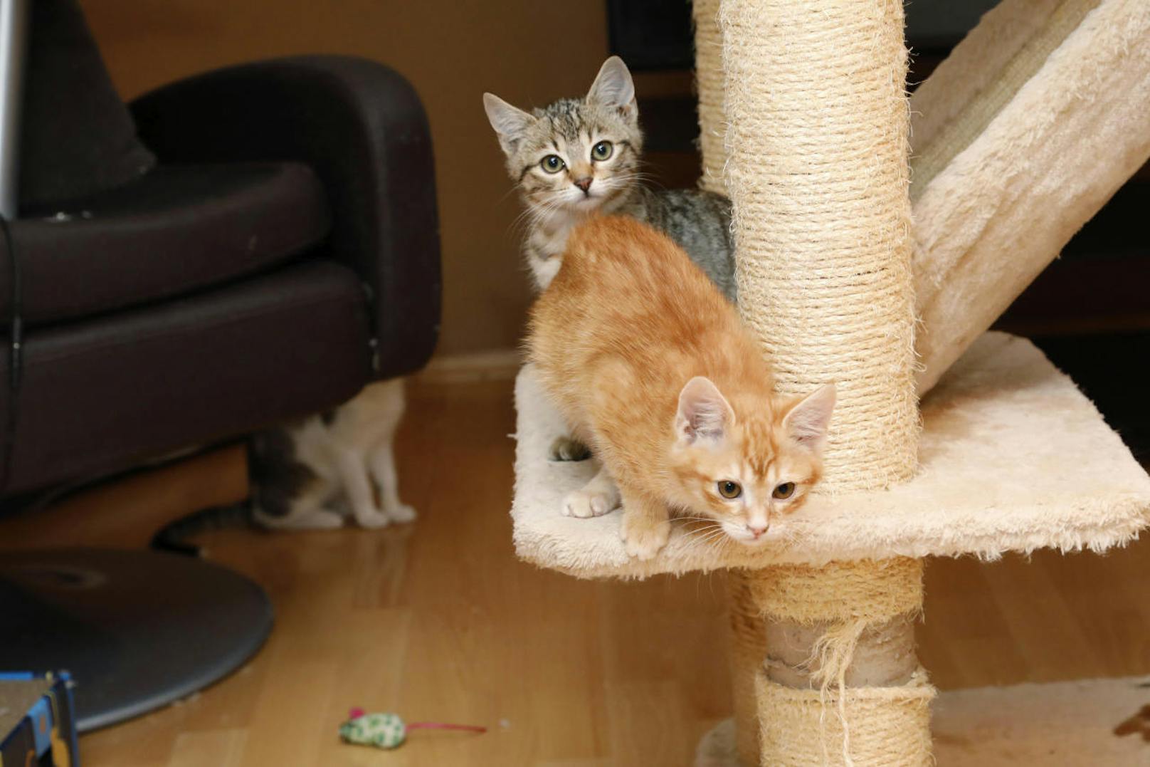 Die Babykatzen wurden in einer Schachtel vor dem Tierheim abgegeben, werden nun von einer Linzerin aufgepäppelt.