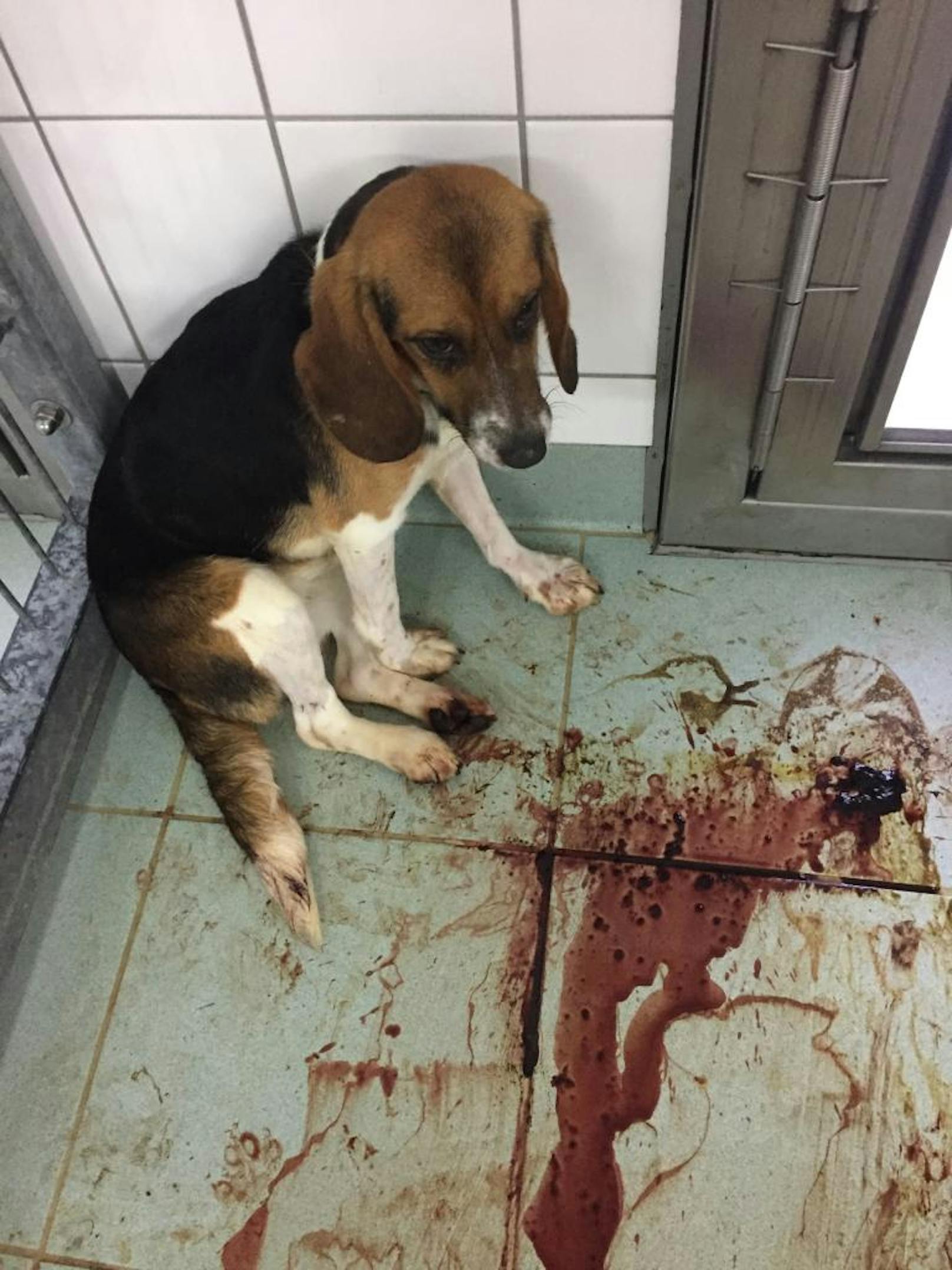 Die Aufnahmen zeigen unter anderem wie die Hunde, nachdem ihnen Schläuche oder Kapseln in den Hals gesteckt wurden, stark zu bluten beginnen.