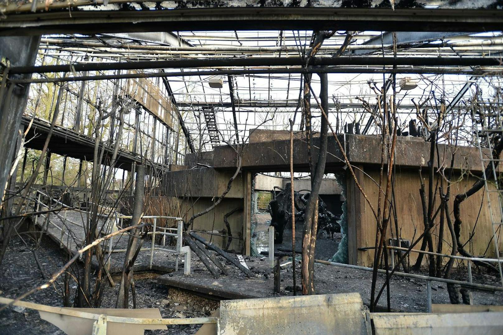 Im Krefelder Zoo brach in der Silvesternacht ein Feuer aus. Sämtliche Affen sind ums Leben gekommen.