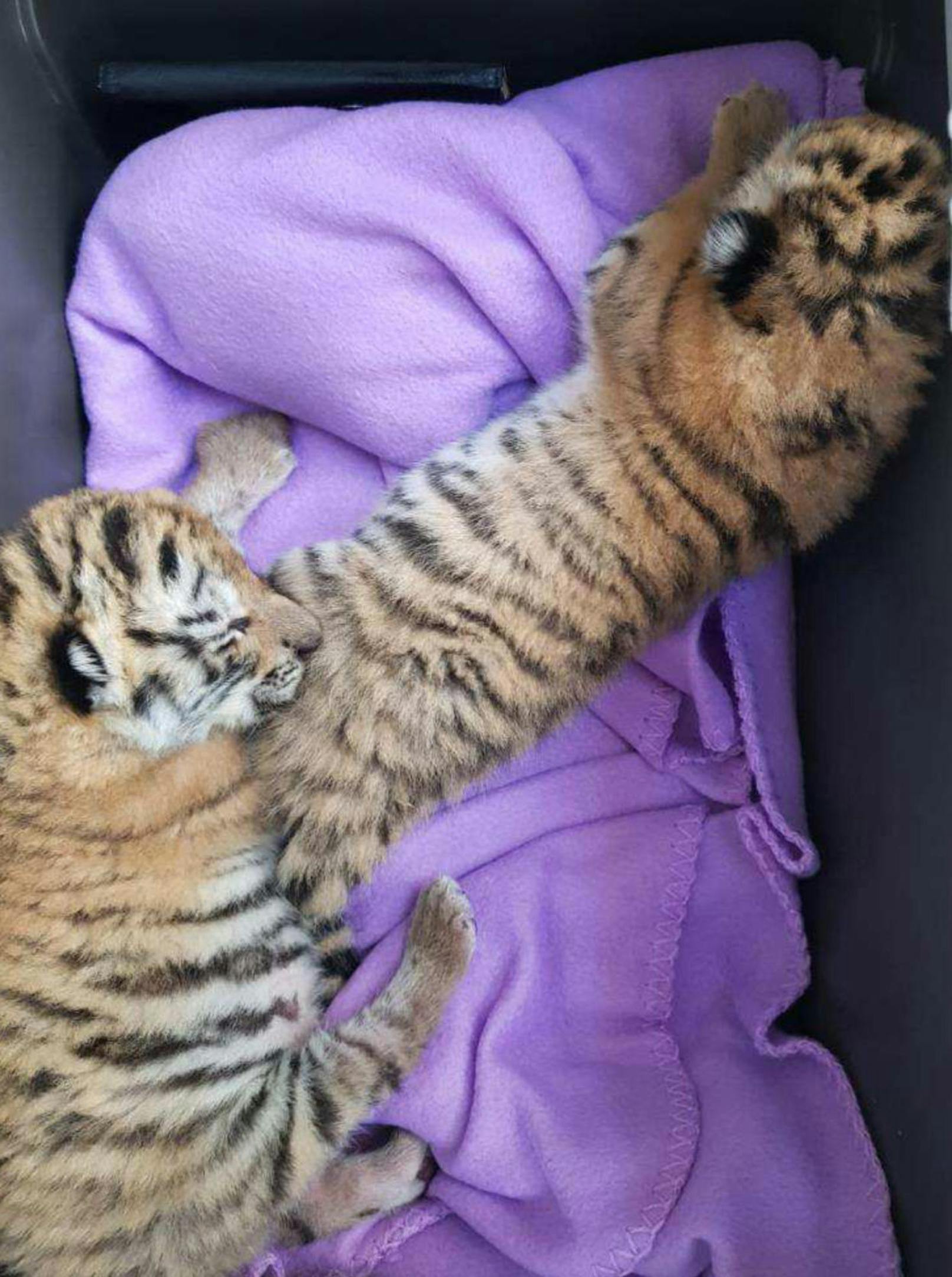 Die beiden Tigerbabys