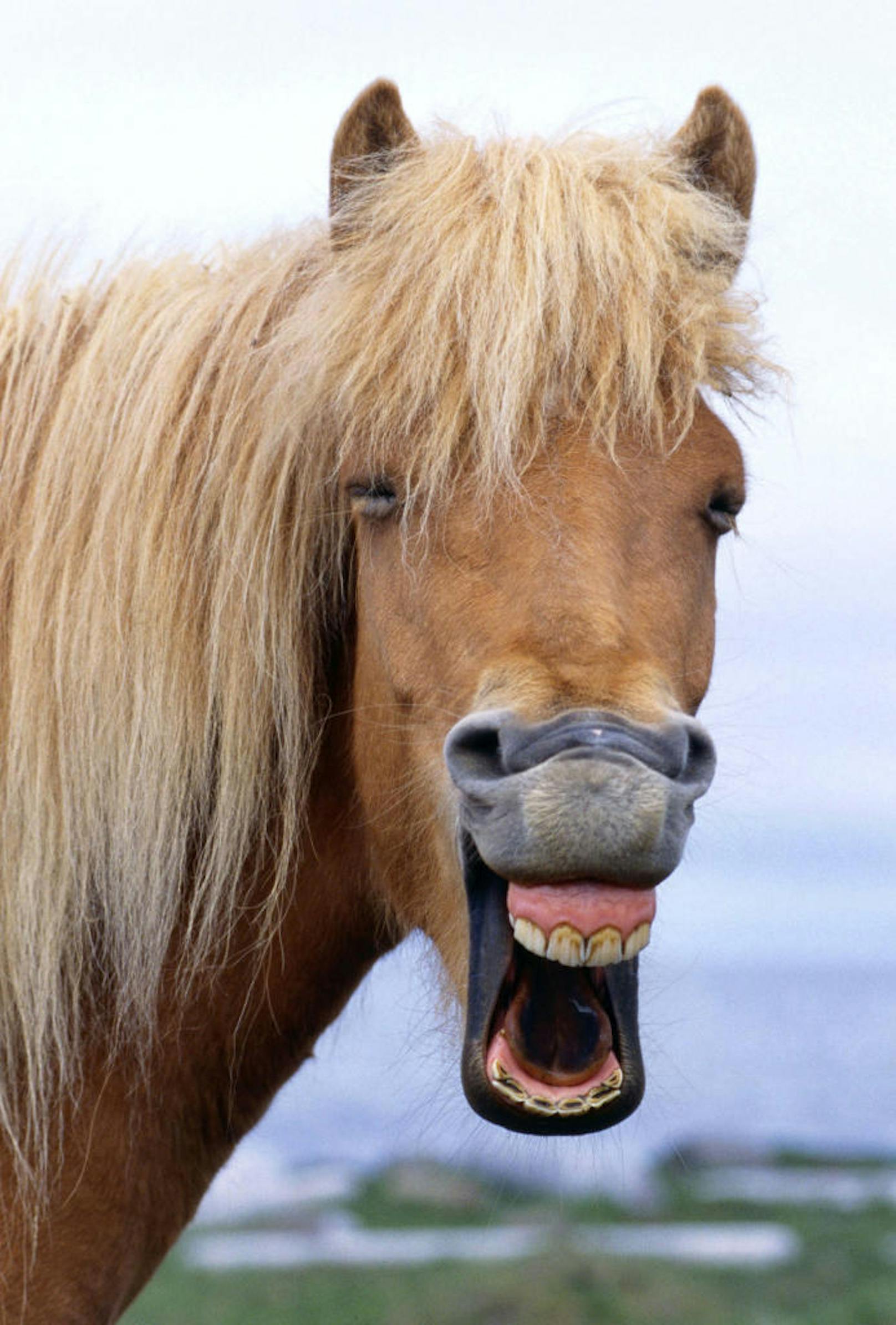 <b>Lachendes Pferd!</b> Isländisches Wildpferd beim Lachen "ertappt".