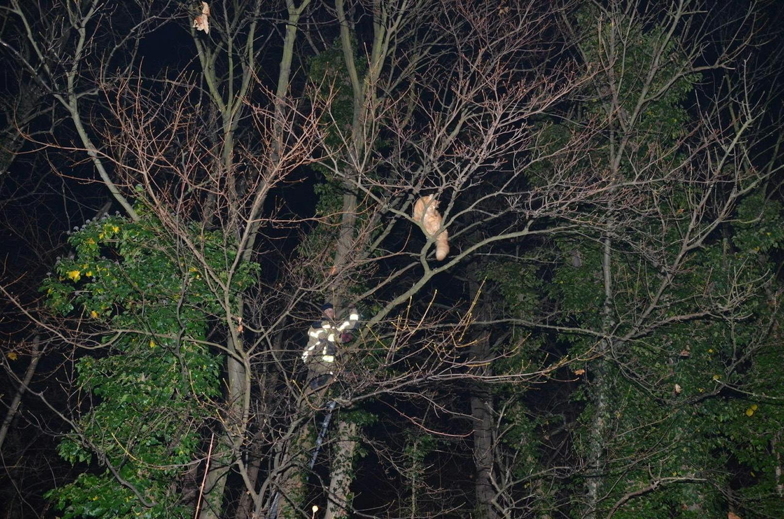 Maine-Coon-Kater Simba wurde von Baum gerettet.