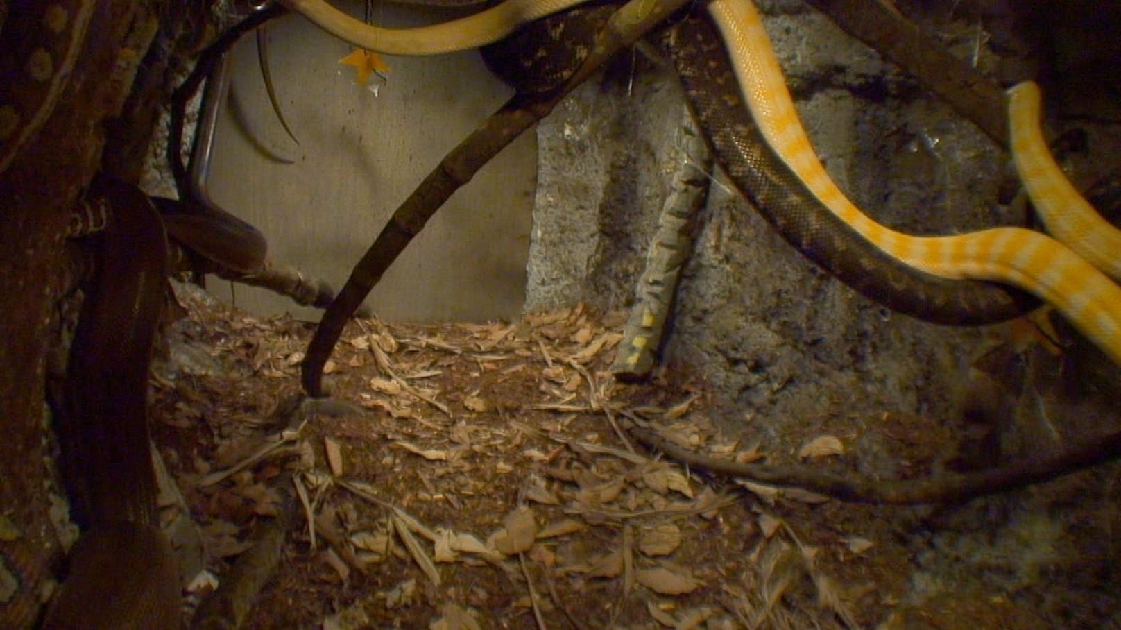 Giseles gesamte Prüfung hätte eigentlich unter der Erde stattfinden sollen. Gisele sollte in das Innere einer Höhle voller Schlangen und Spinnen herabsteigen. Deshalb auch der Name "Alarm in Cobra 11". Doch die Schlagen werden in ihrer Ruhe nicht gestört.