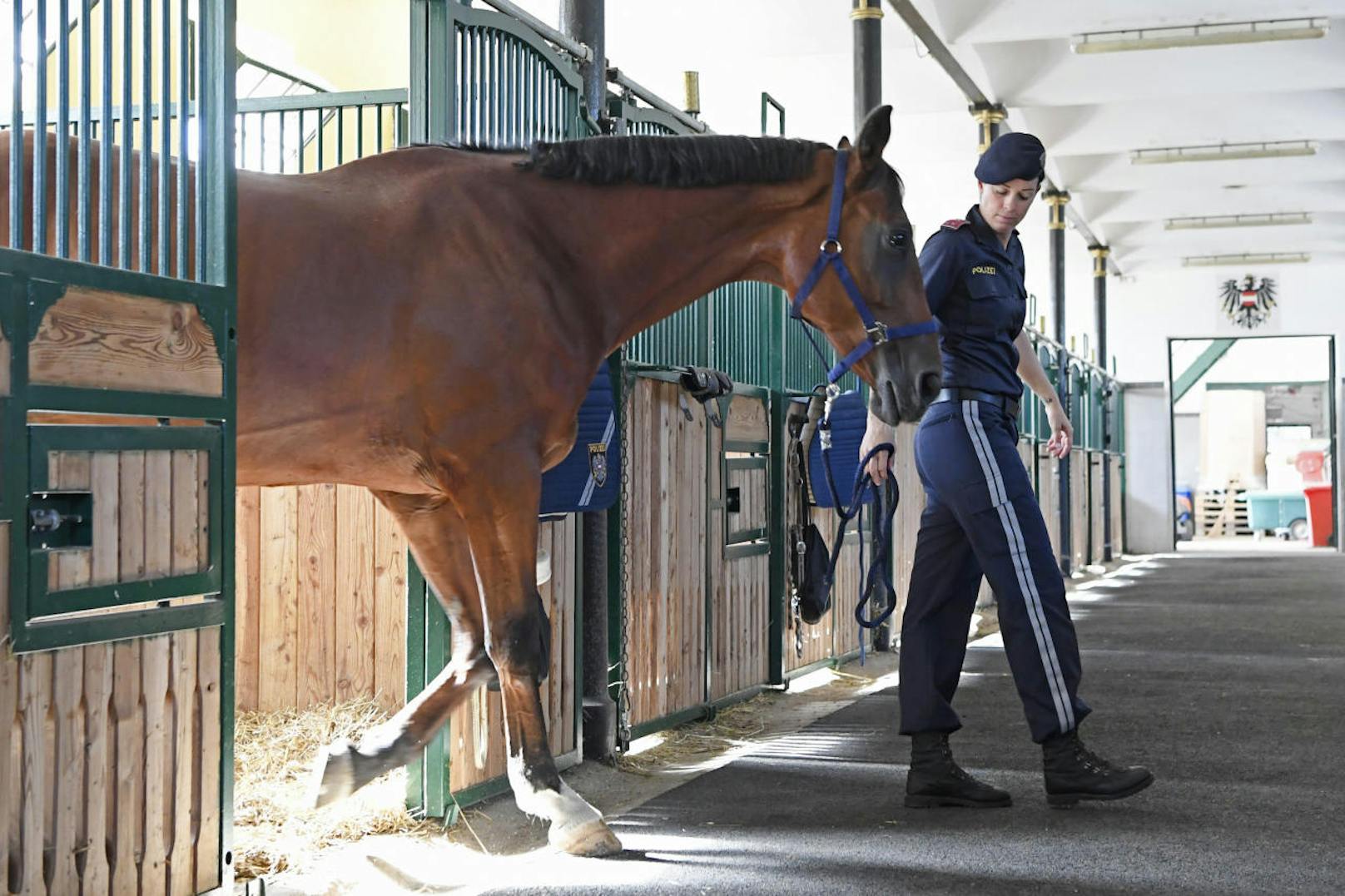 Die geplante Wiener Polizei-Pferdestaffel wird in der Theresianischen Militärakademie in Wiener Neustadt ausgebildet.