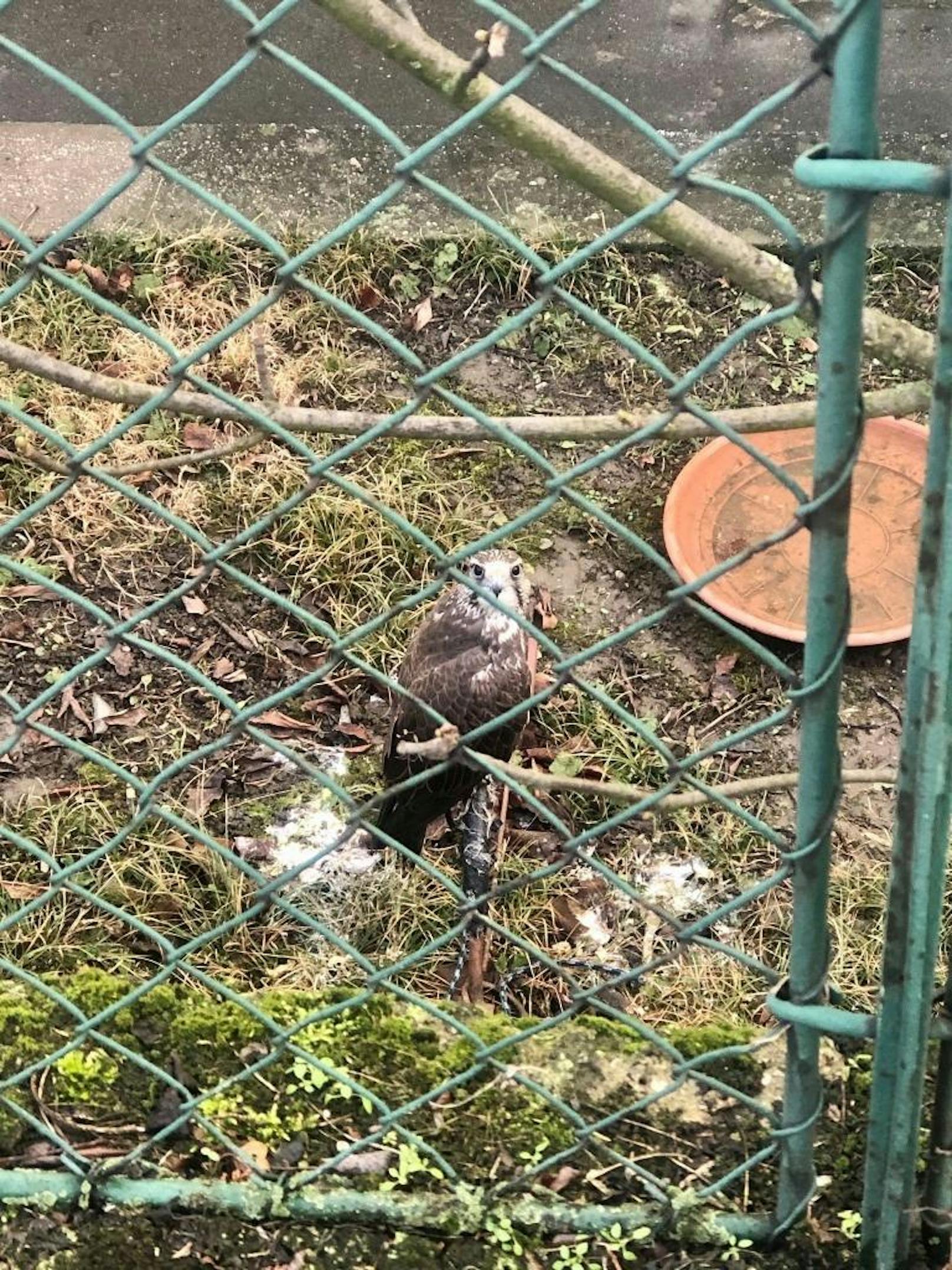 Ein Falkner hat einen etwa sieben Monate alten Sakerfalken im Vorgarten seiner Privatwohnung im 14. Bezirk, direkt neben Gehsteig und Straße, über eine Metallklammer an einem Strick festgebunden.