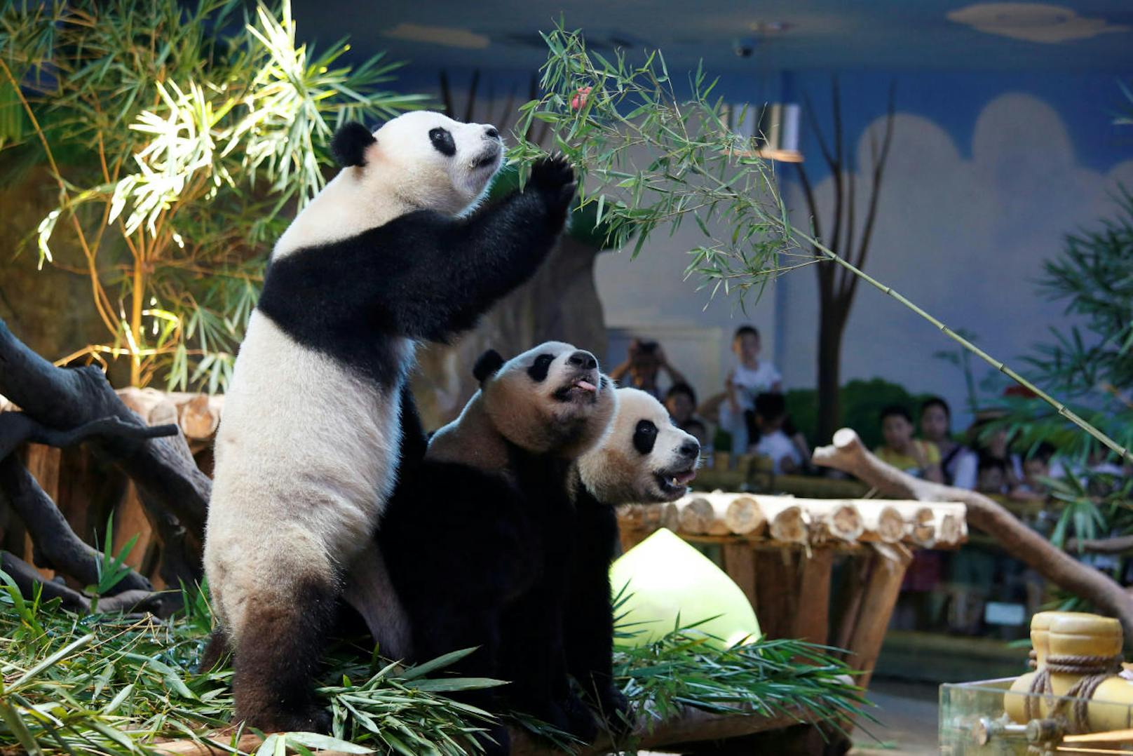 Wer Weiß, vielleicht gibt es dann schon bald wieder neuen Panda-Nachwuchs im Tiergarten Schönbrunn zu bestaunen.