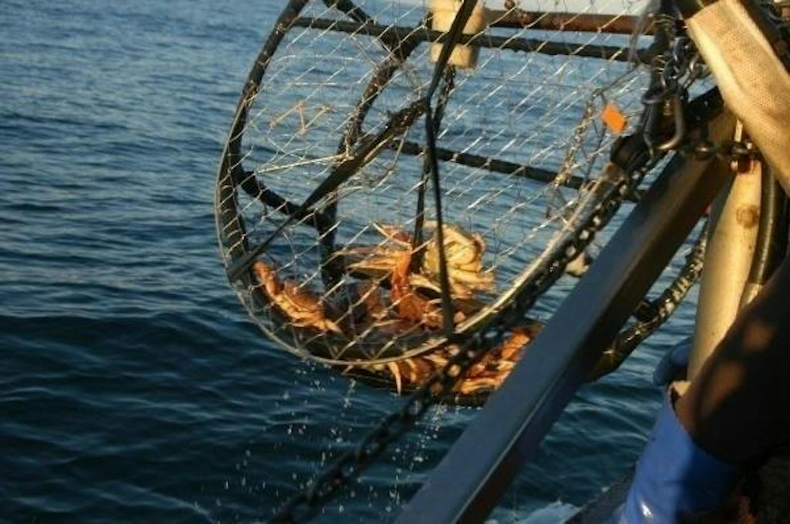 An der Westküste Kanadas und der USA ist der Krabbenfang ein wichtiger Wirtschaftszweig. Doch die Zukunft der Krustentiere ist gefährdet.
