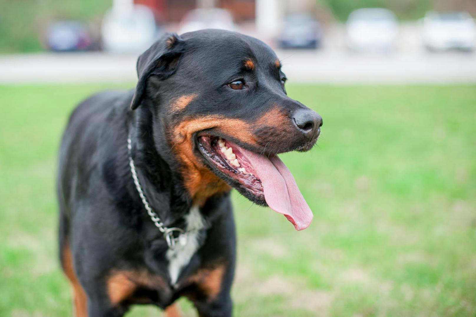 Rund zwei Wochen nach der brutalen Attacke ist der Hund nun "tierschutzgerecht eingeschläfert" worden. Dies teilte ein Sprecher der Stadt Rostock am Dienstag mit.