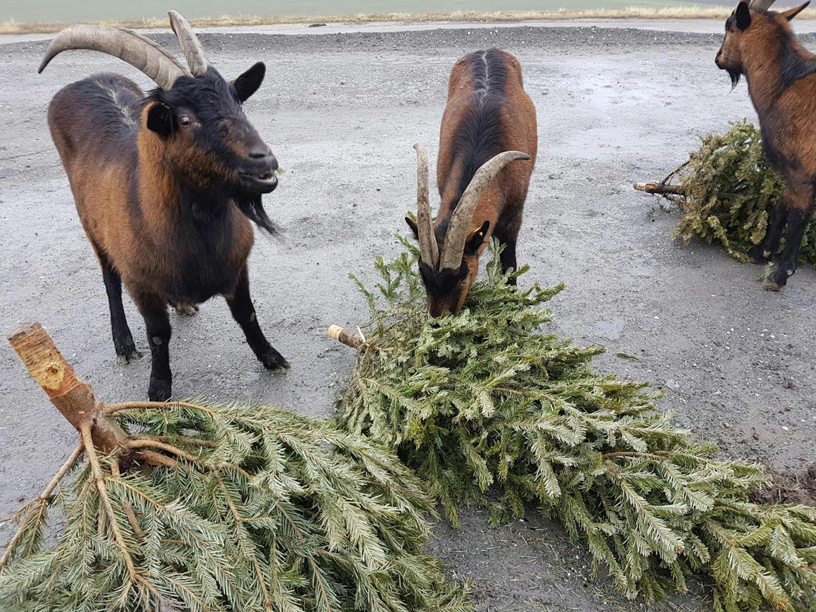 MA 48-Christbaumsammlung: Festmahl für Ziegen auf der Deponie Rautenweg