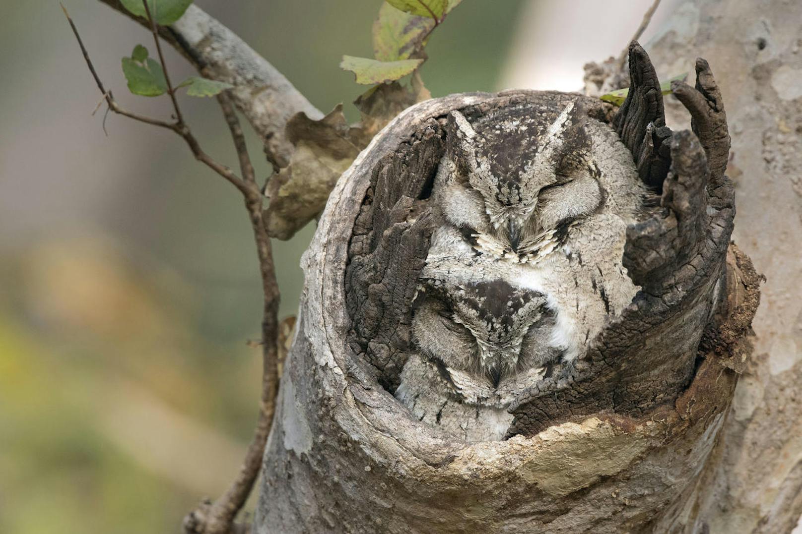 <b>Eulen-Nickerchen!</b> Zwei Eulen, die gemeinsam (untereinander) in einem Baumstamm schlafen. Spotted in Indien.