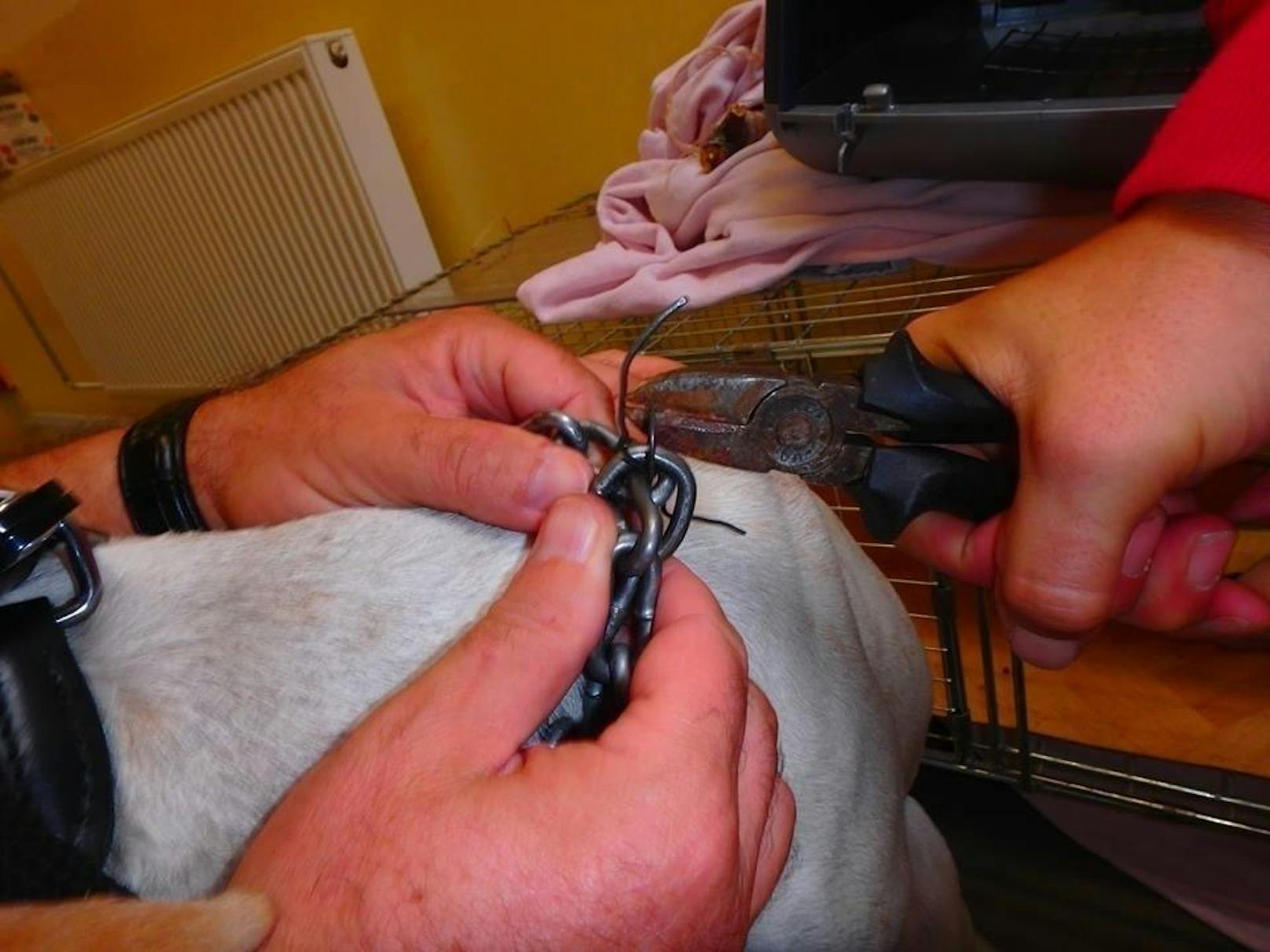 Stachelhalsband für Hunde