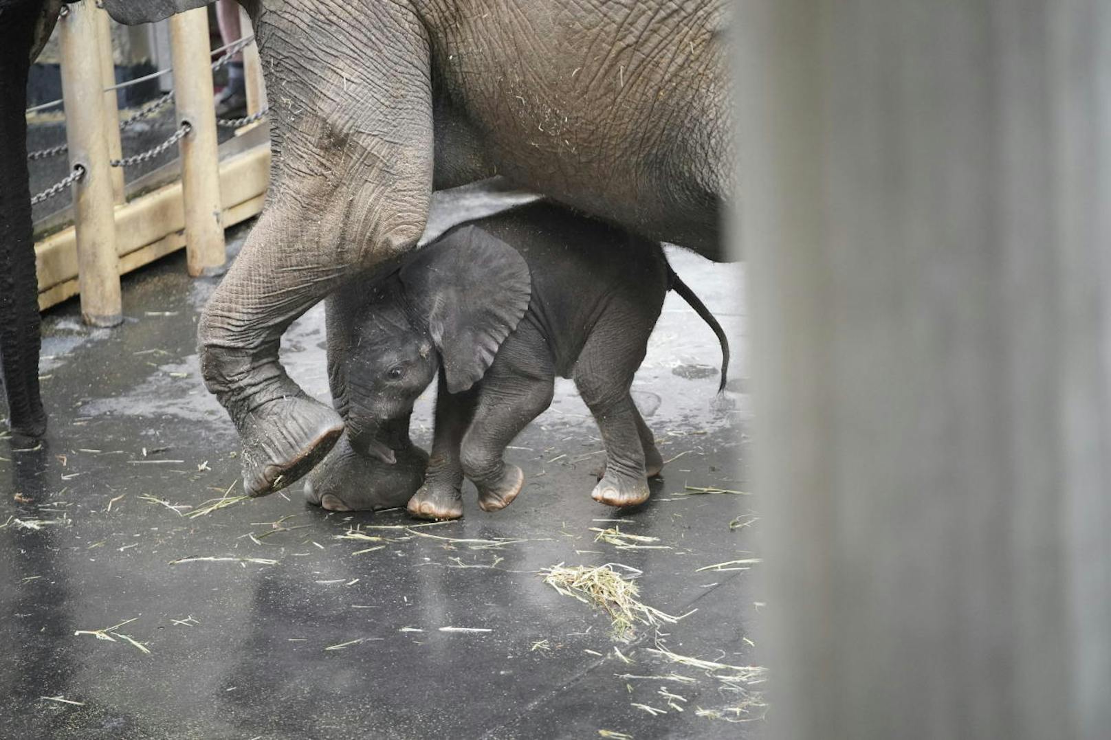 Derzeit sind die beiden von 10 bis 11 Uhr im Schönbrunner Zoo zu sehen. "Sie brauchen noch ihre Ruhe", heißt es aus dem Schönbrunner Zoo.