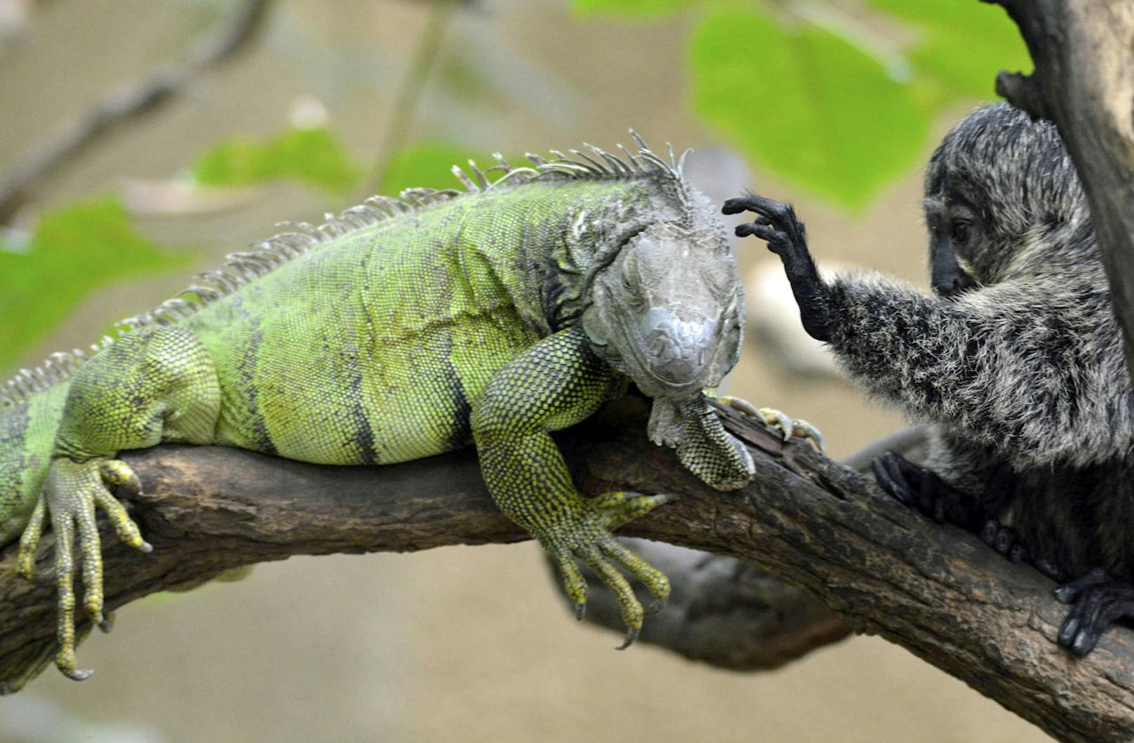 <b>Büschelaffe streichelt Leguan!</b> Diese beiden Kumpel zeigen, dass Freundschaft nichts mit der Spezies zu tun hat.
