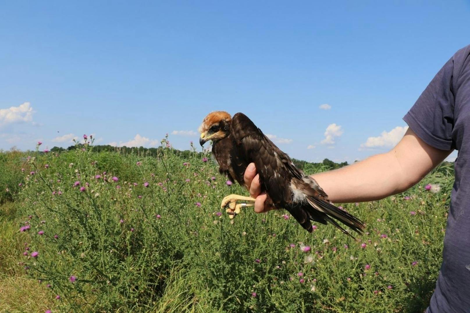 Sie wurde erst vor ein paar Monaten mit einem GPS-Sender versehen. Die Mitarbeiter von BirdLife Österreich machten den Jungvogel aufgrund seiner GPS-Daten, die der Sender abgibt, rasch ausfindig.