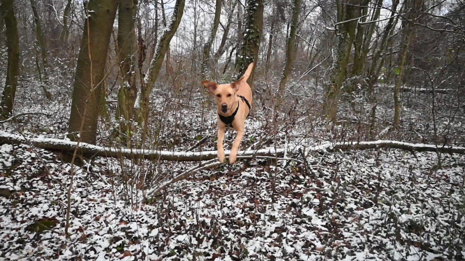 Hundeführerin Alexandra Simek lässt Elsa nun den Wald absuchen.